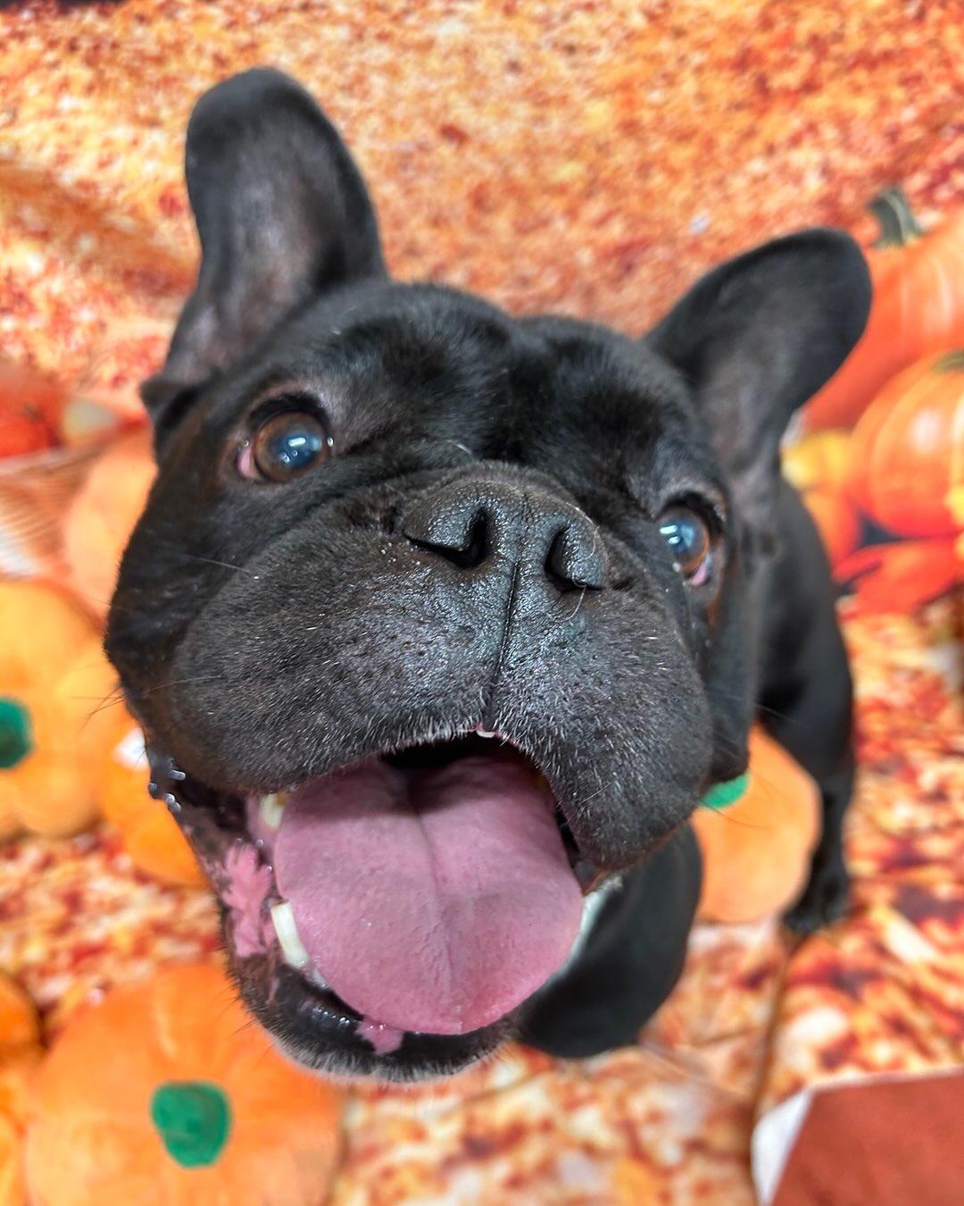 Enlarge Buzz Tag #1764, a Adopted French Bulldog in Central Islip, NY image 3/3