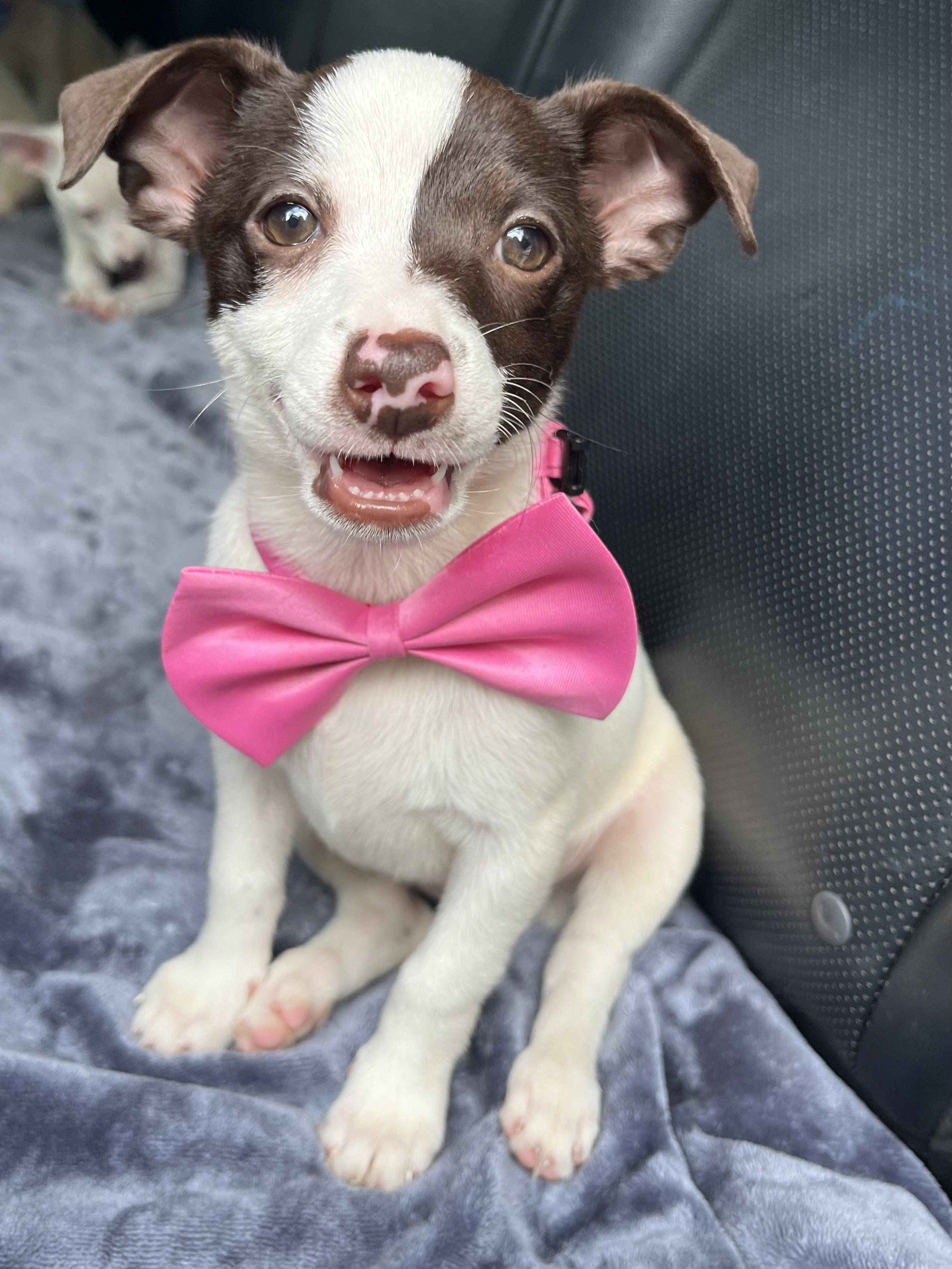 Enlarge Dolly, an adopted mixed breed in Barnwell , SC image 2/6