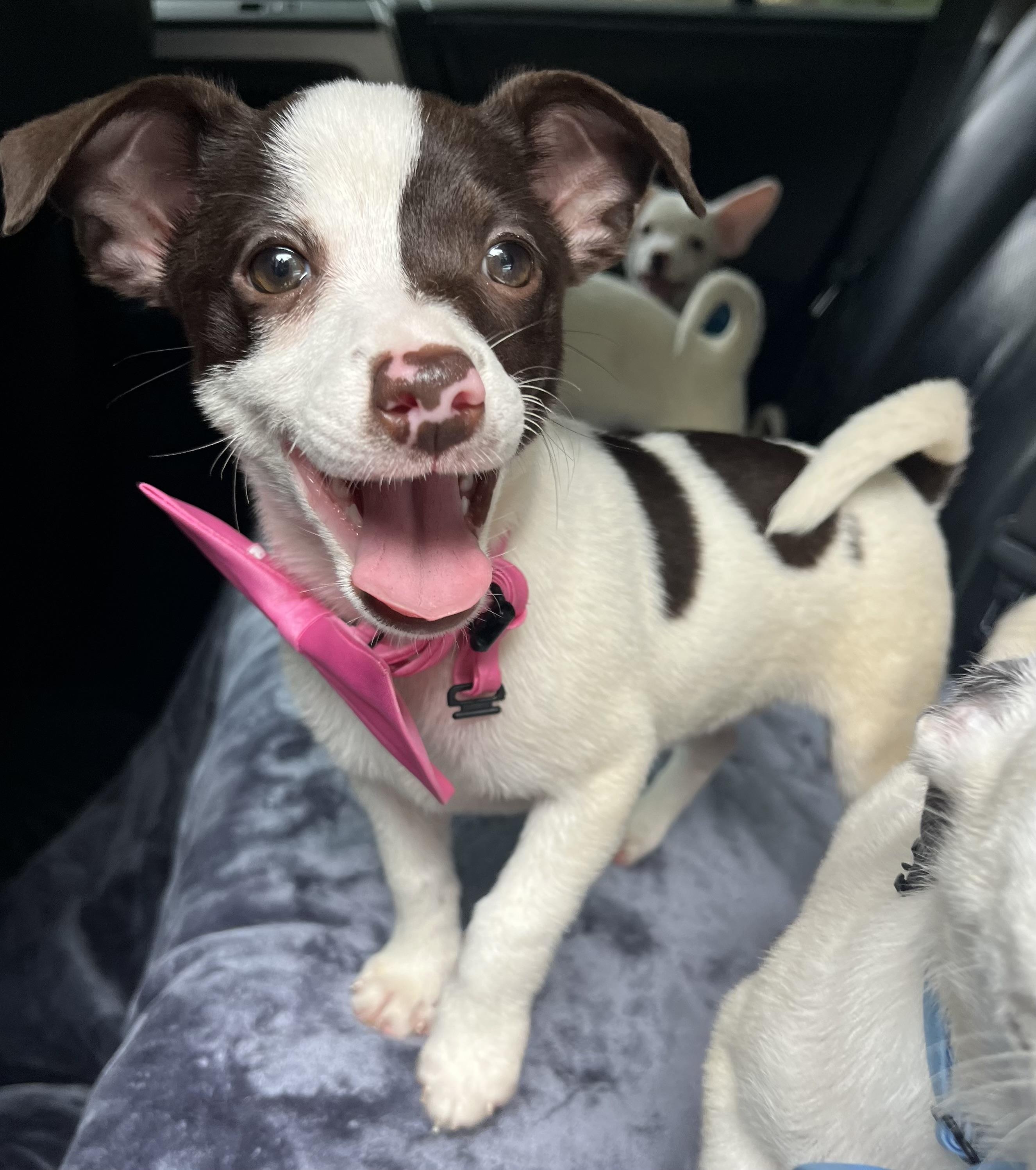 Enlarge Dolly, an adopted mixed breed in Barnwell , SC image 5/6