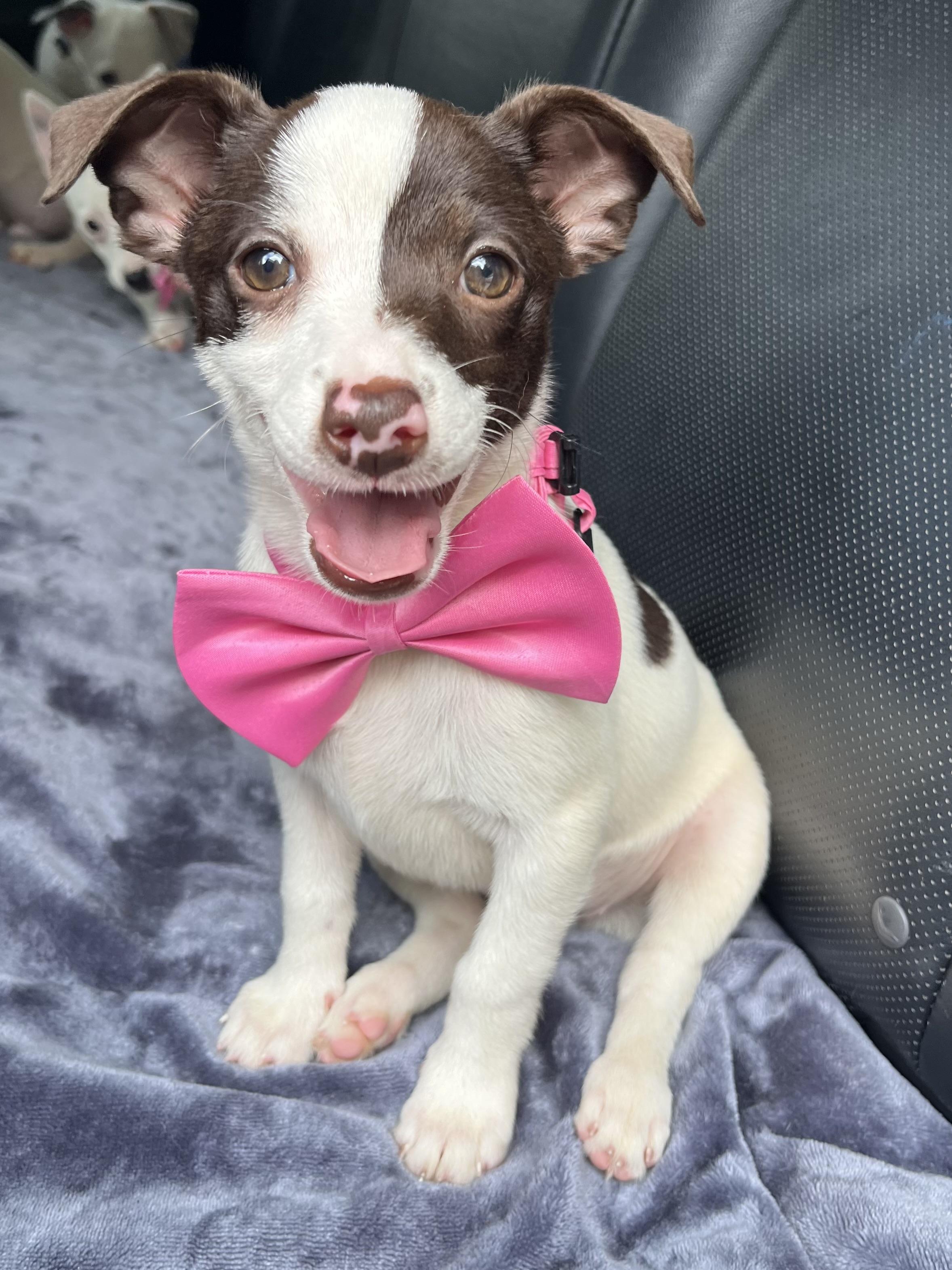 Dolly, ADOPTABLE, Puppy Female Chihuahua & Mixed Breed.