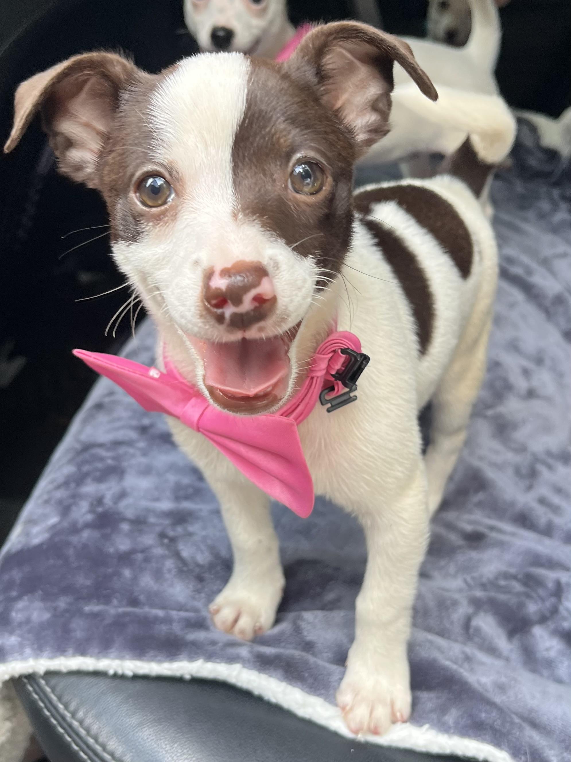 Enlarge Dolly, an adopted mixed breed in Barnwell , SC image 6/6