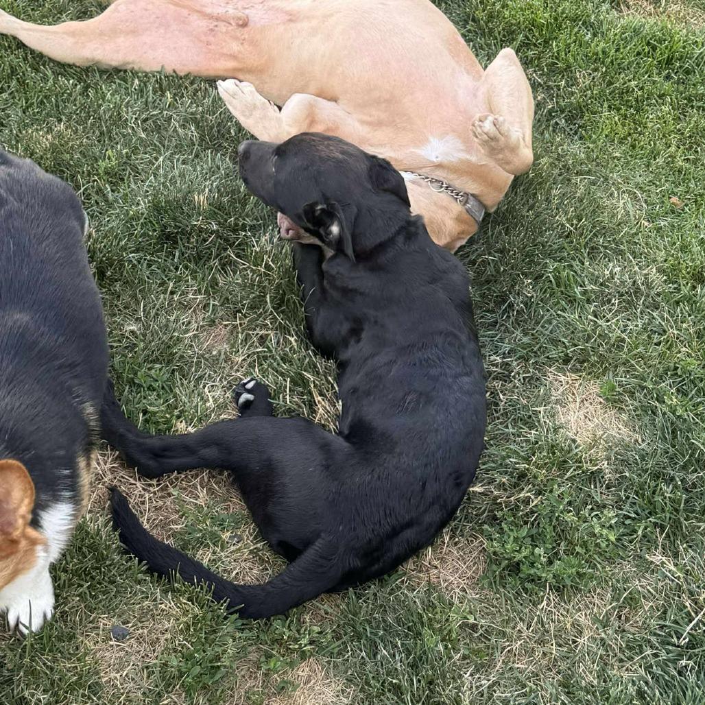 Enlarge Bear, a Adoptable mixed breed in Woodinville, WA image 4/6