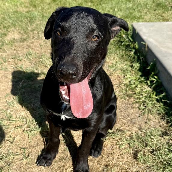 Bear, Adoptable, Young Male German Shepherd Dog & Black Labrador Retriever.