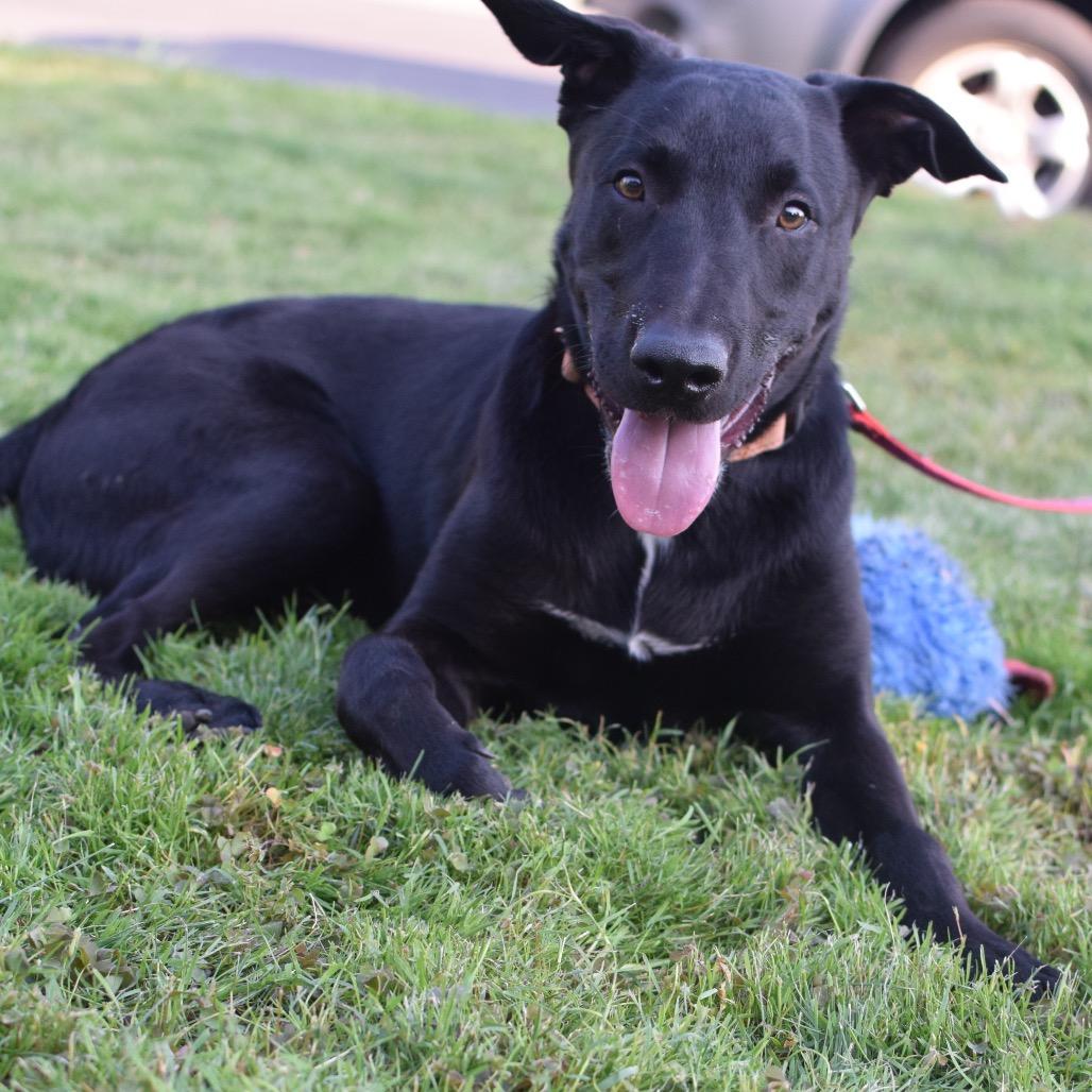 Enlarge Bear, a Adoptable mixed breed in Woodinville, WA image 5/6