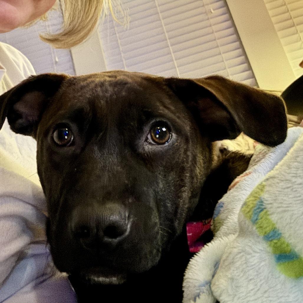 Enlarge Flossy, a Adoptable Hound in Wake Forest, NC image 2/6