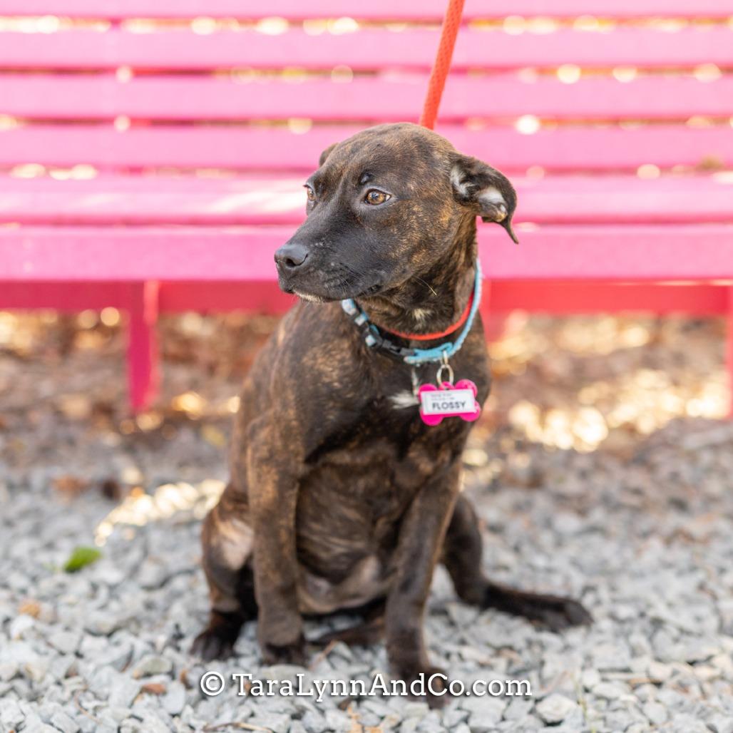 Enlarge Flossy, a Adoptable Hound in Wake Forest, NC image 3/6