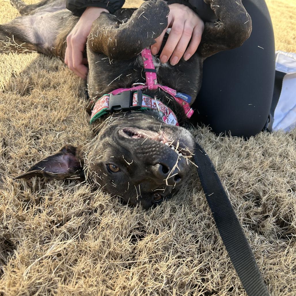 Enlarge Flossy, a Adoptable Hound in Wake Forest, NC image 4/6