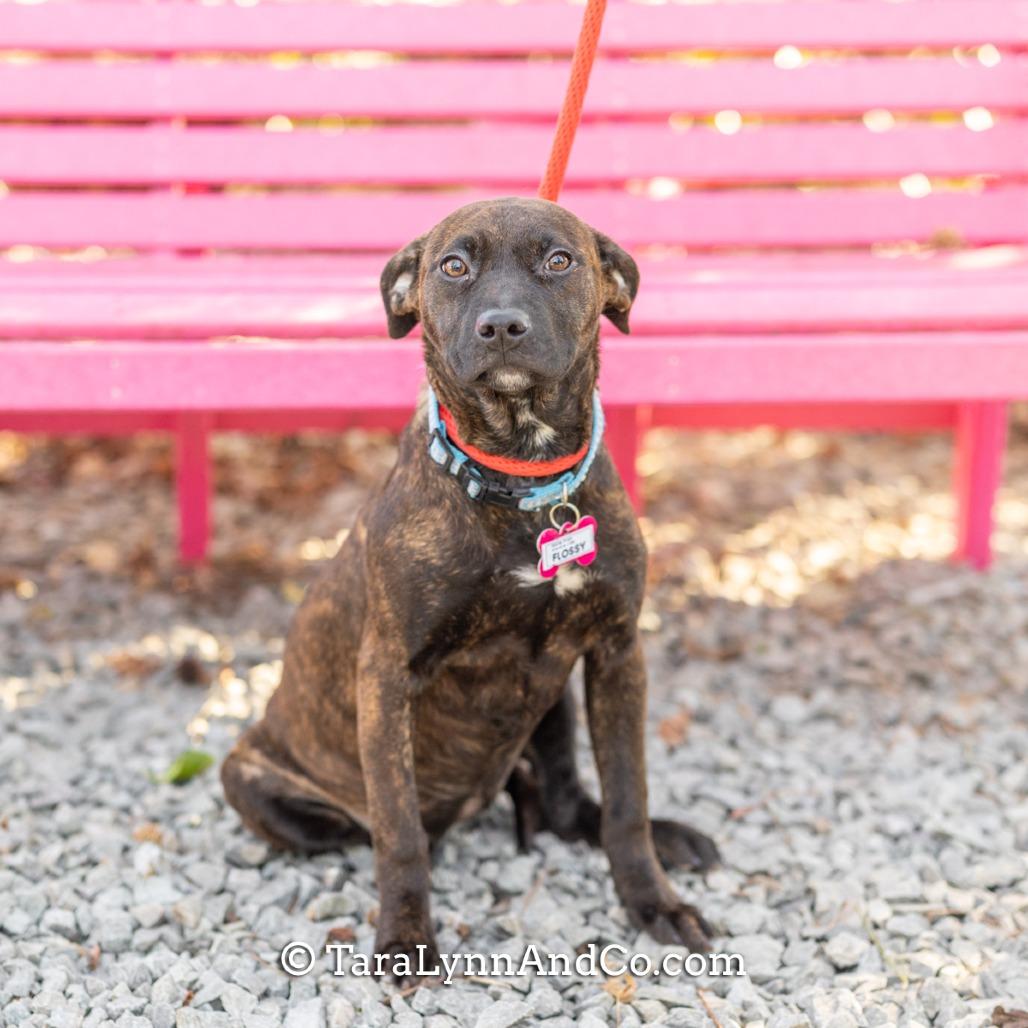 Enlarge Flossy, a Adoptable Hound in Wake Forest, NC image 5/6