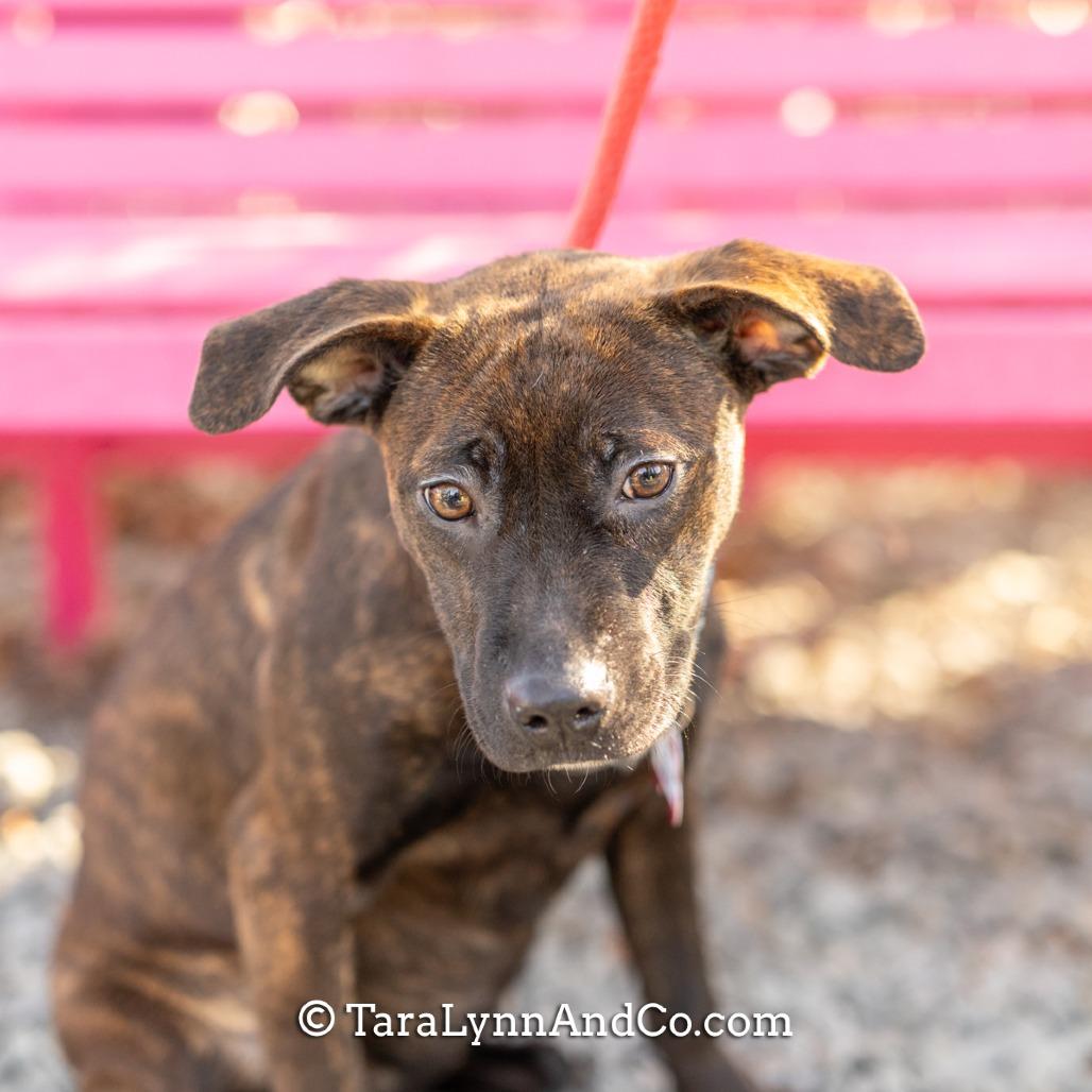 Enlarge Flossy, a Adoptable Hound in Wake Forest, NC image 6/6