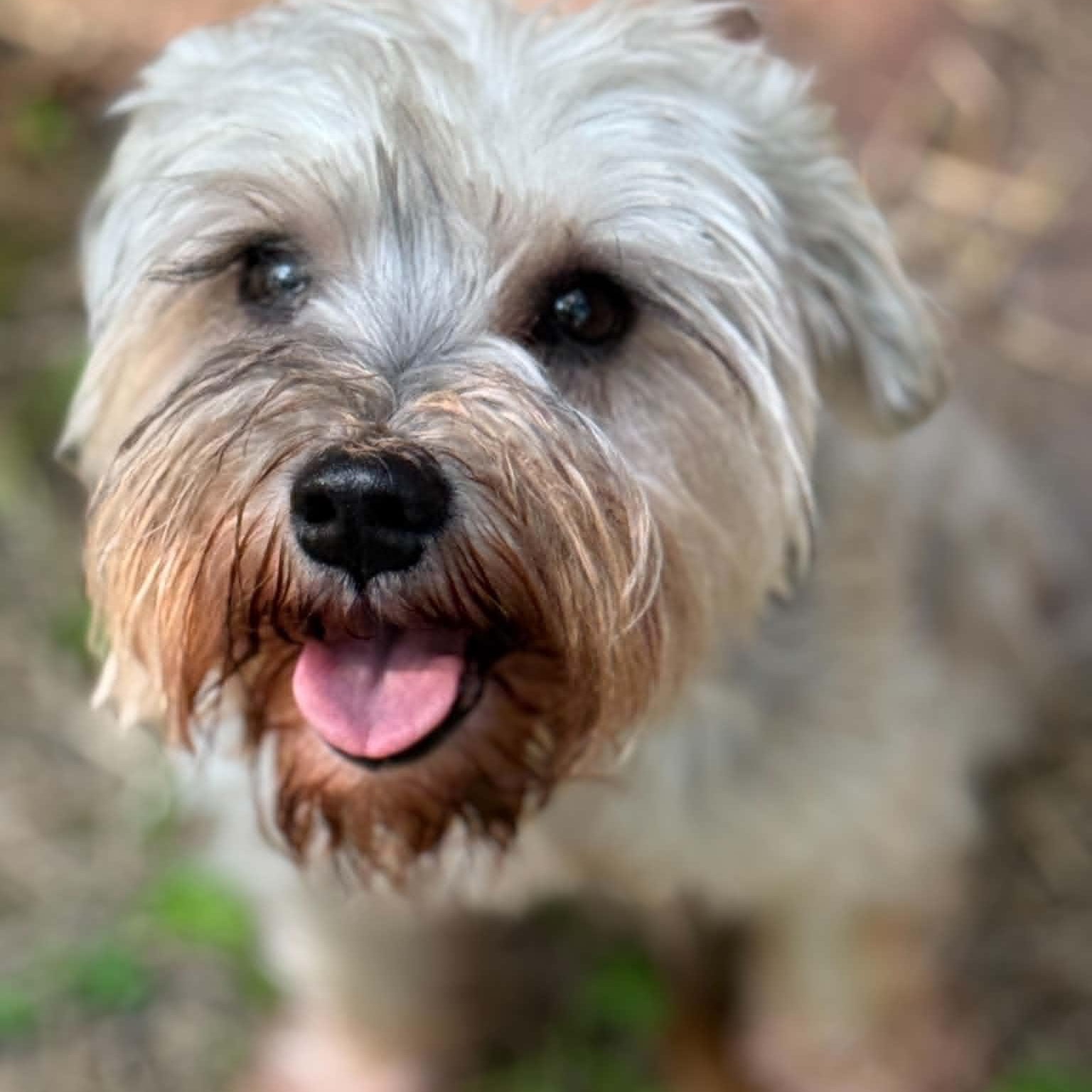 Enlarge Willa, a ADOPTABLE Miniature Schnauzer in Homer Glen, IL image 5/5