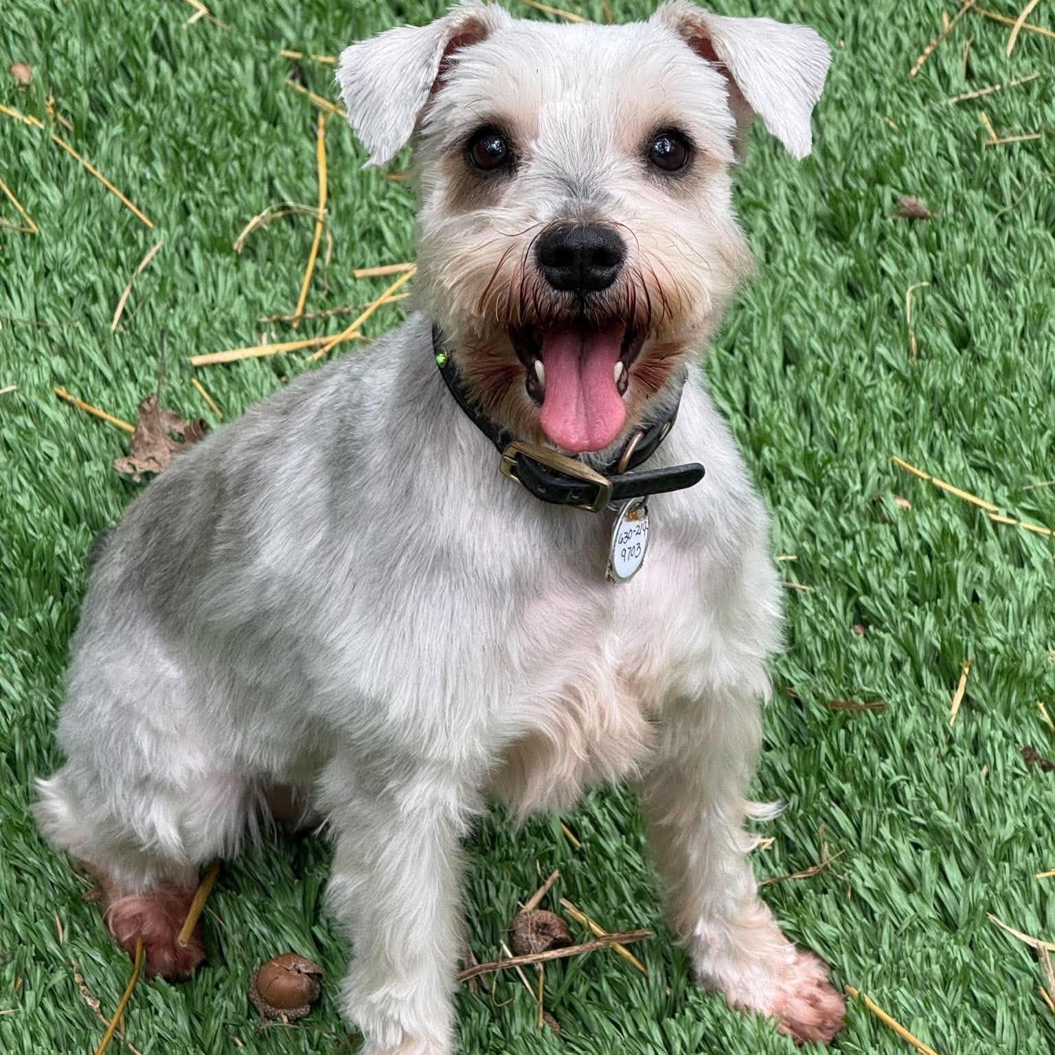 Enlarge Willa, a Adoptable Miniature Schnauzer in Homer Glen, IL image 1/6