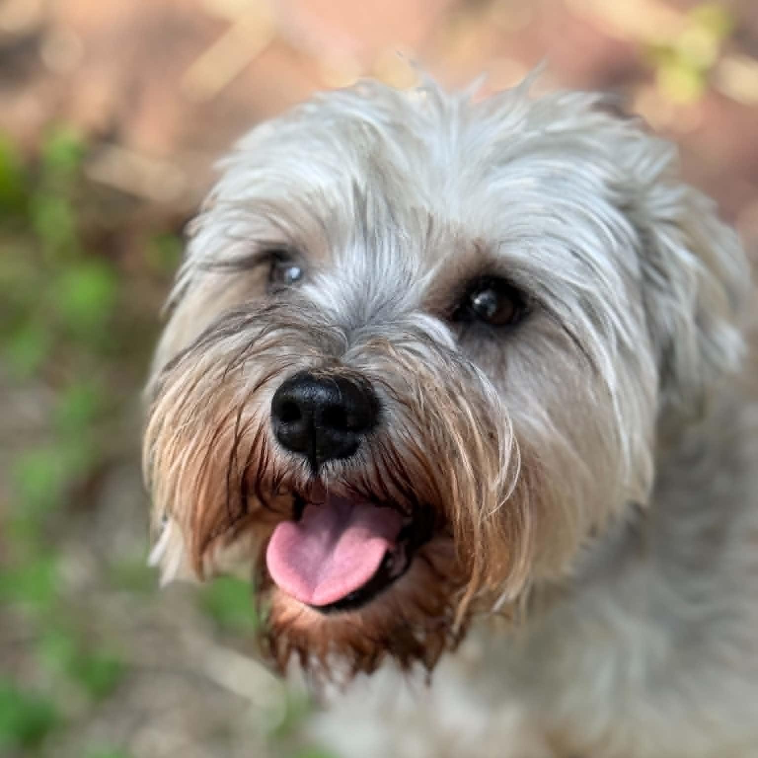 Enlarge Willa, a ADOPTABLE Miniature Schnauzer in Homer Glen, IL image 4/5