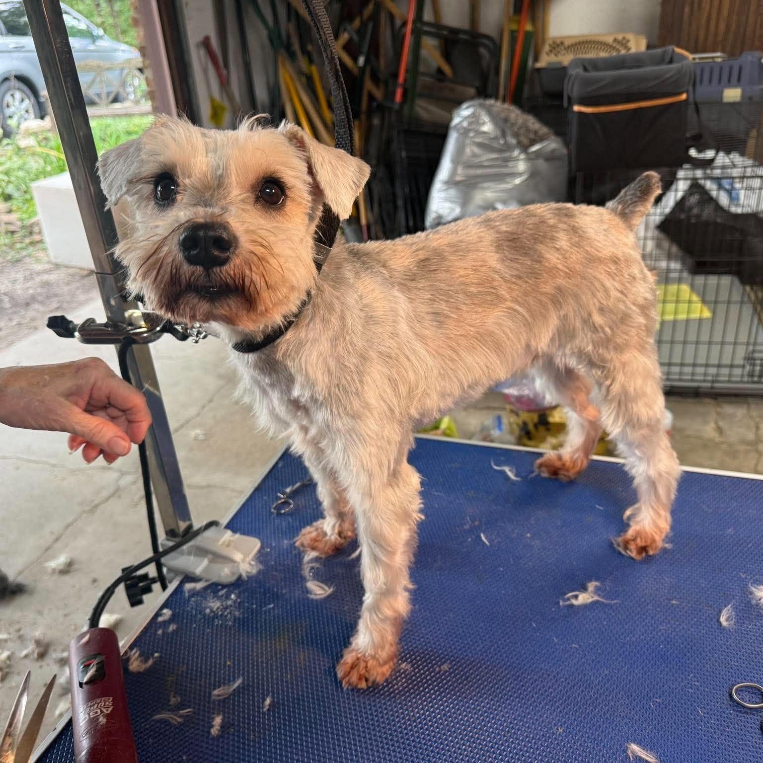 Enlarge Willa, a Adoptable Miniature Schnauzer in Homer Glen, IL image 3/6
