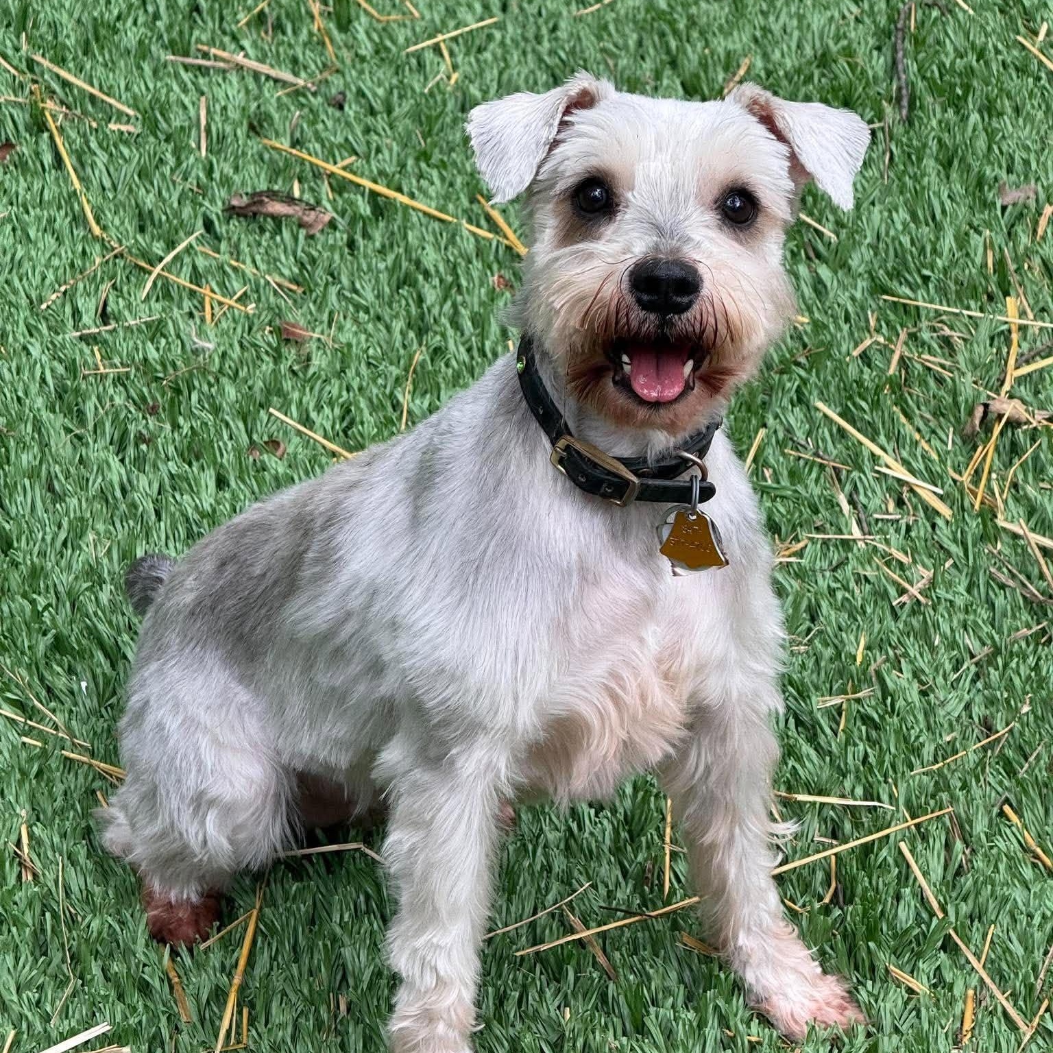 Enlarge Willa, a Adoptable Miniature Schnauzer in Homer Glen, IL image 6/6