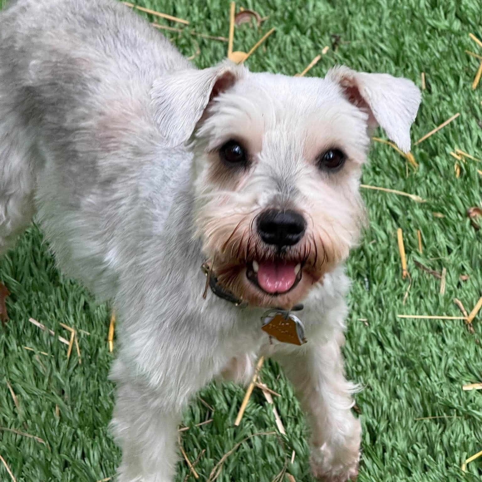 Enlarge Willa, a Adoptable Miniature Schnauzer in Homer Glen, IL image 2/6
