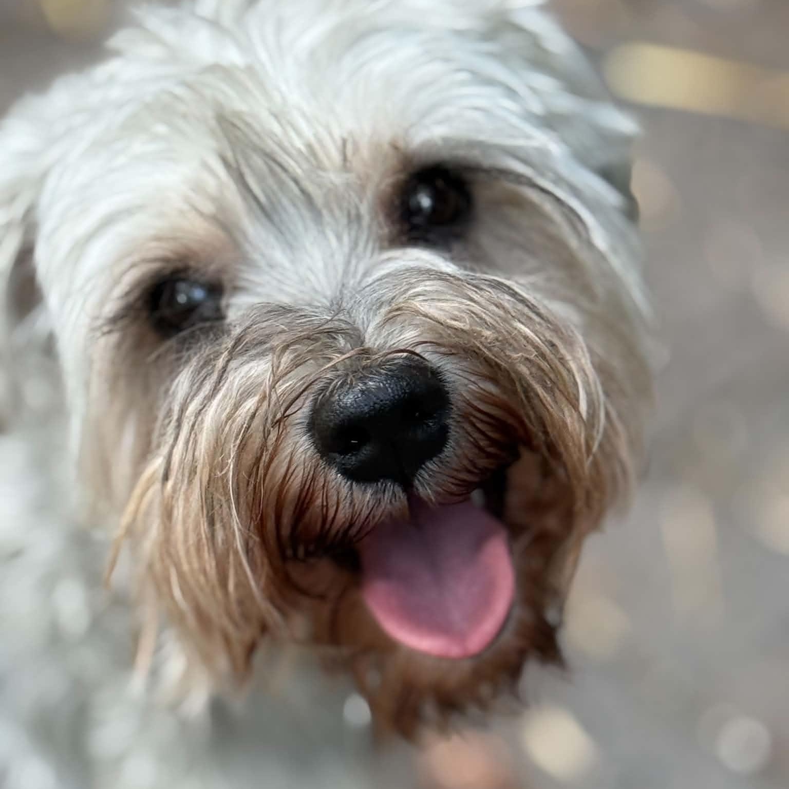 Willa, ADOPTABLE, Adult Female Miniature Schnauzer.