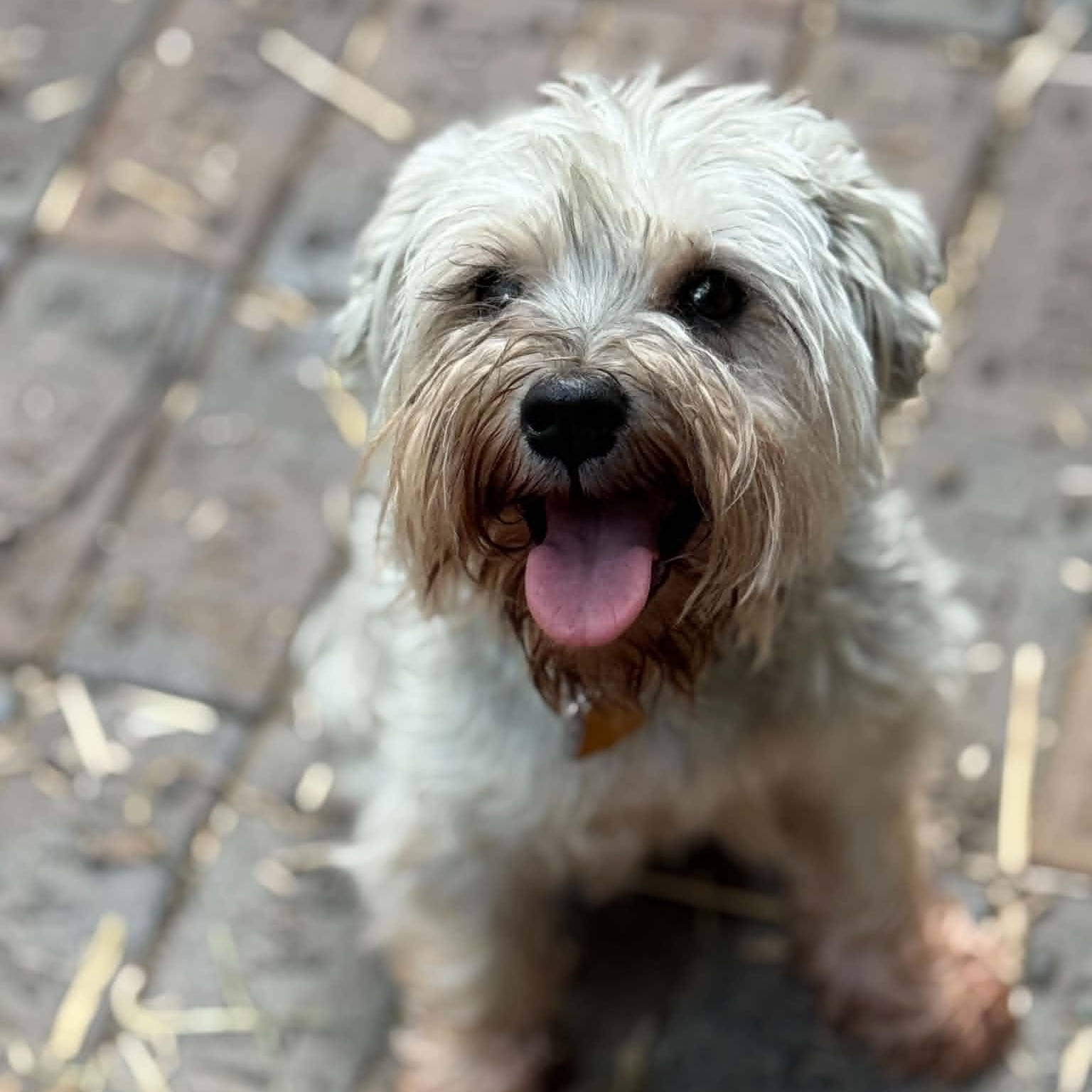 Enlarge Willa, a ADOPTABLE Miniature Schnauzer in Homer Glen, IL image 3/5