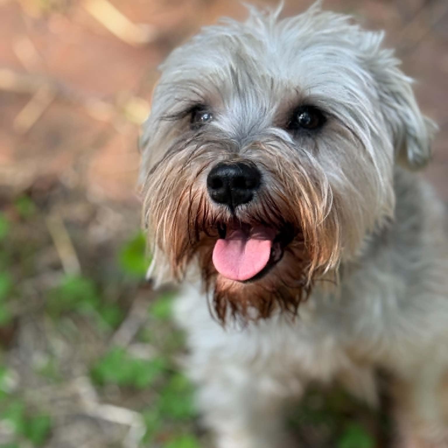 Enlarge Willa, a ADOPTABLE Miniature Schnauzer in Homer Glen, IL image 2/5