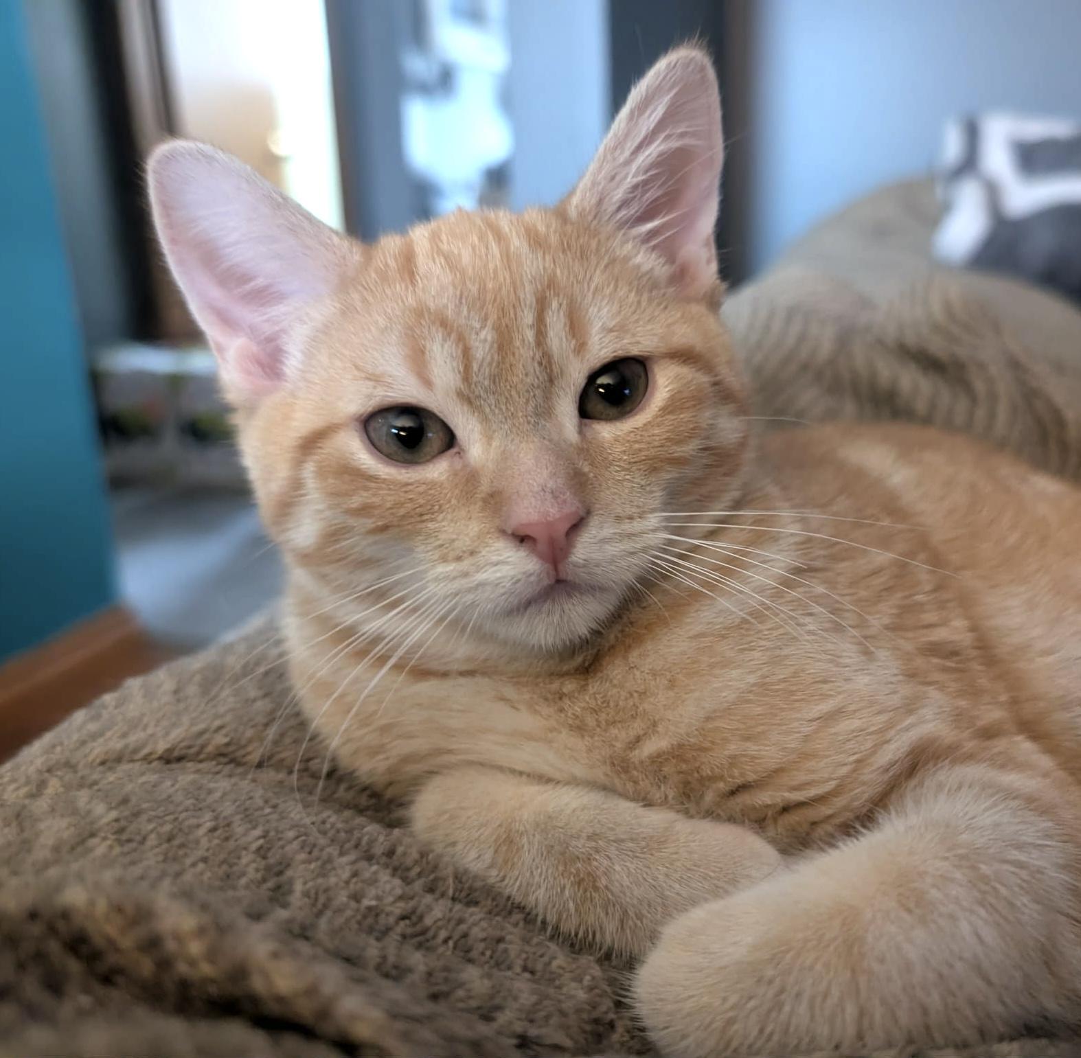 Mango, Adoptable, Young Male Domestic Short Hair.