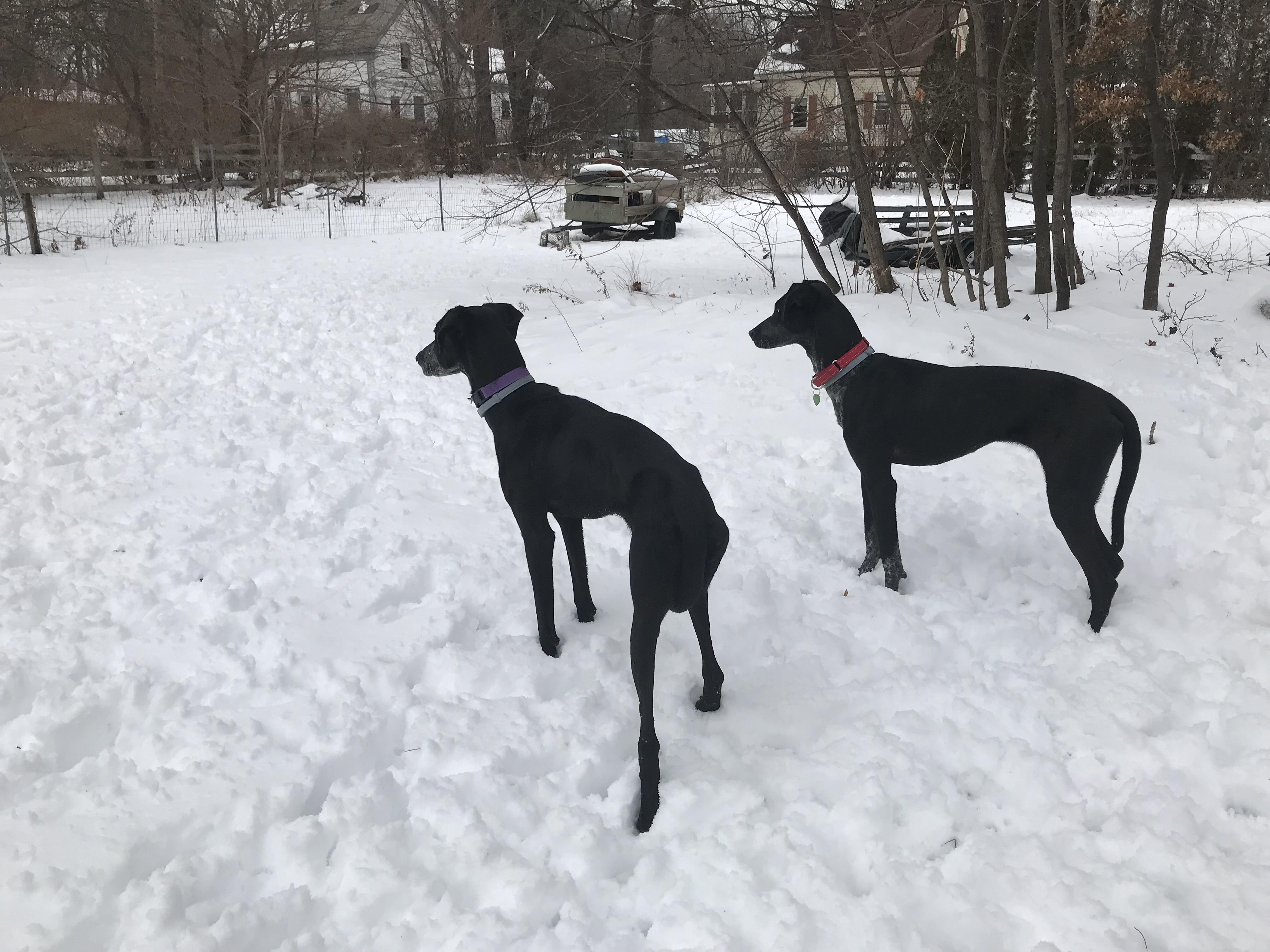 Enlarge Stormy, a Adoptable mixed breed in Milford, NH image 1/6