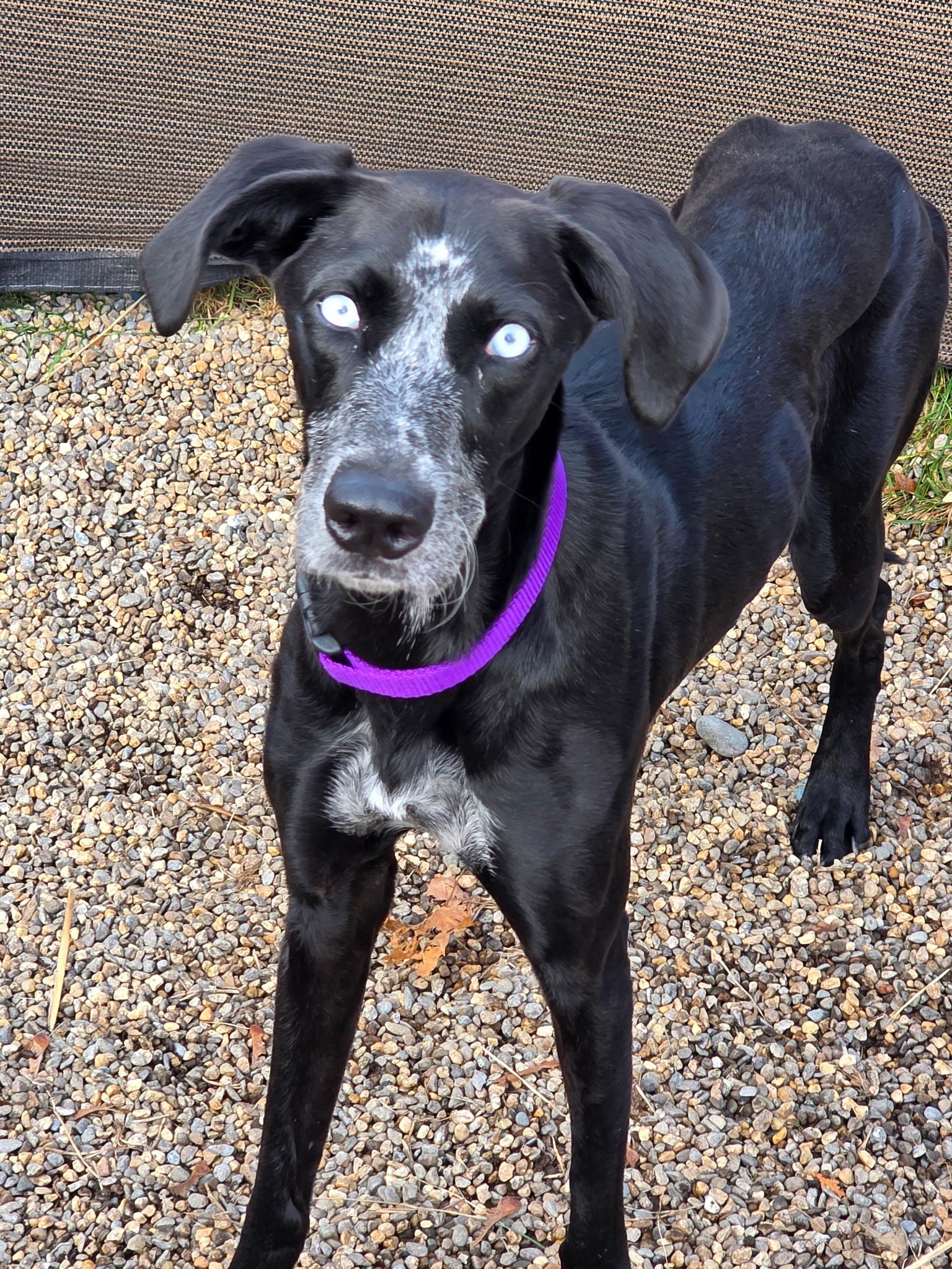 Stormy, Adoptable, Young Female Labrador Retriever.
