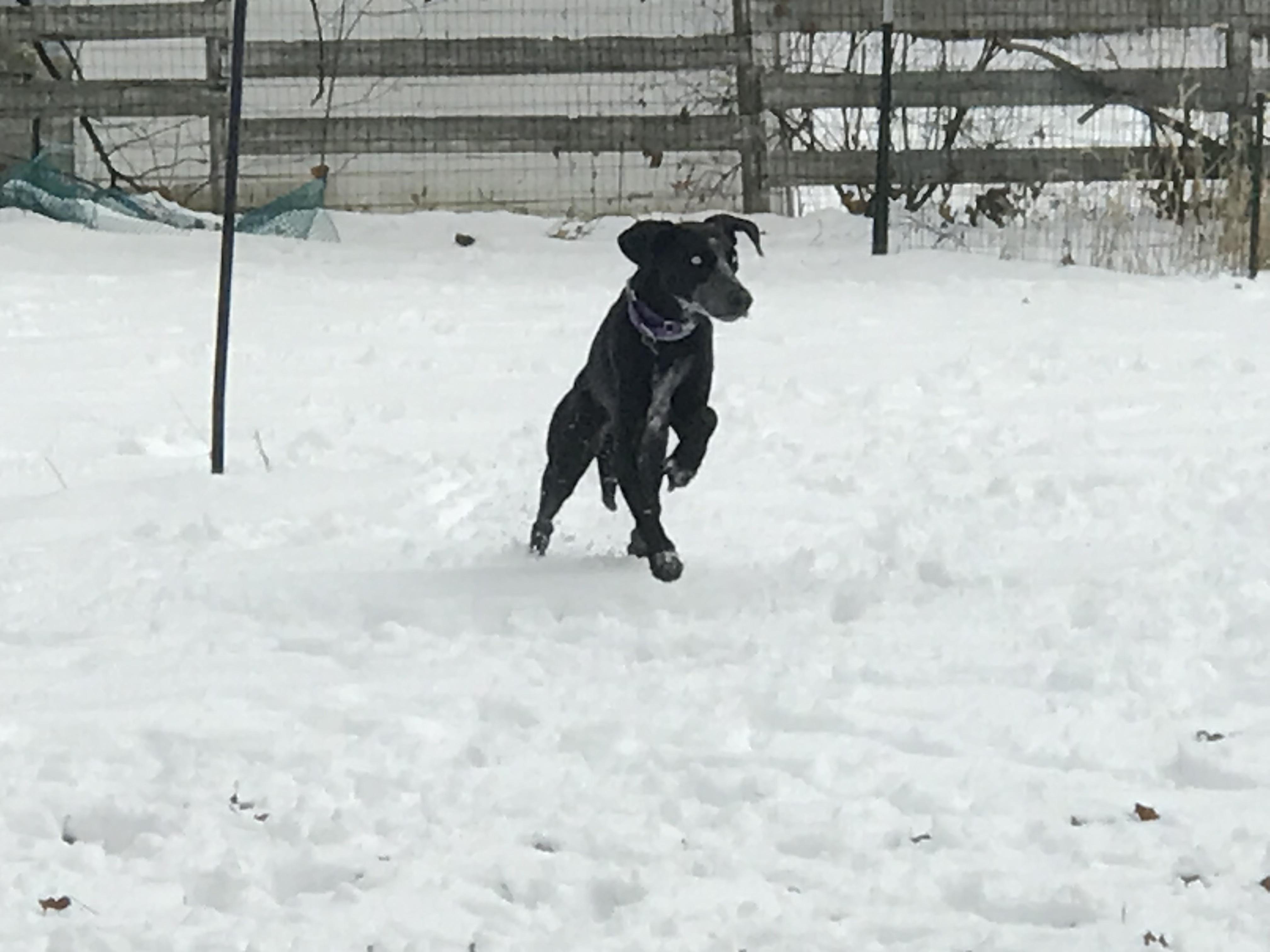 Enlarge Stormy, a Adoptable mixed breed in Milford, NH image 3/6