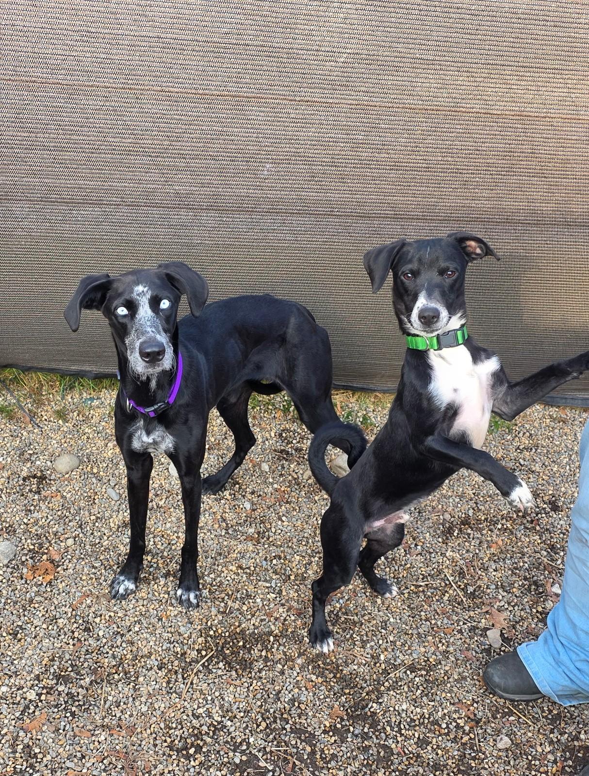 Stormy, a Adoptable mixed breed in Milford, NH image 3/5