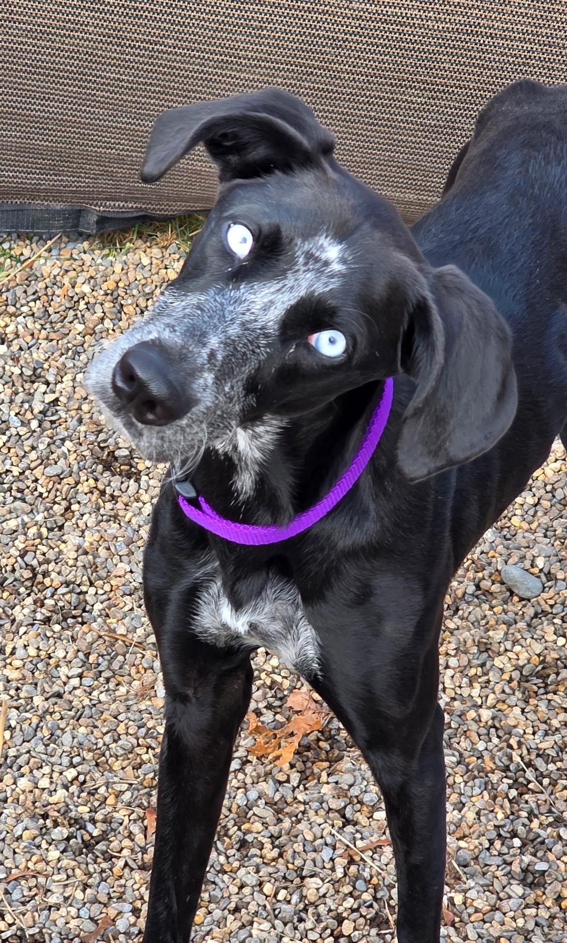 Stormy, a Adoptable mixed breed in Milford, NH image 4/5