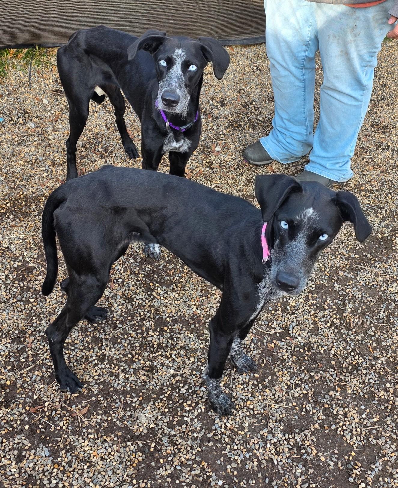 Stormy, a Adoptable mixed breed in Milford, NH image 2/5