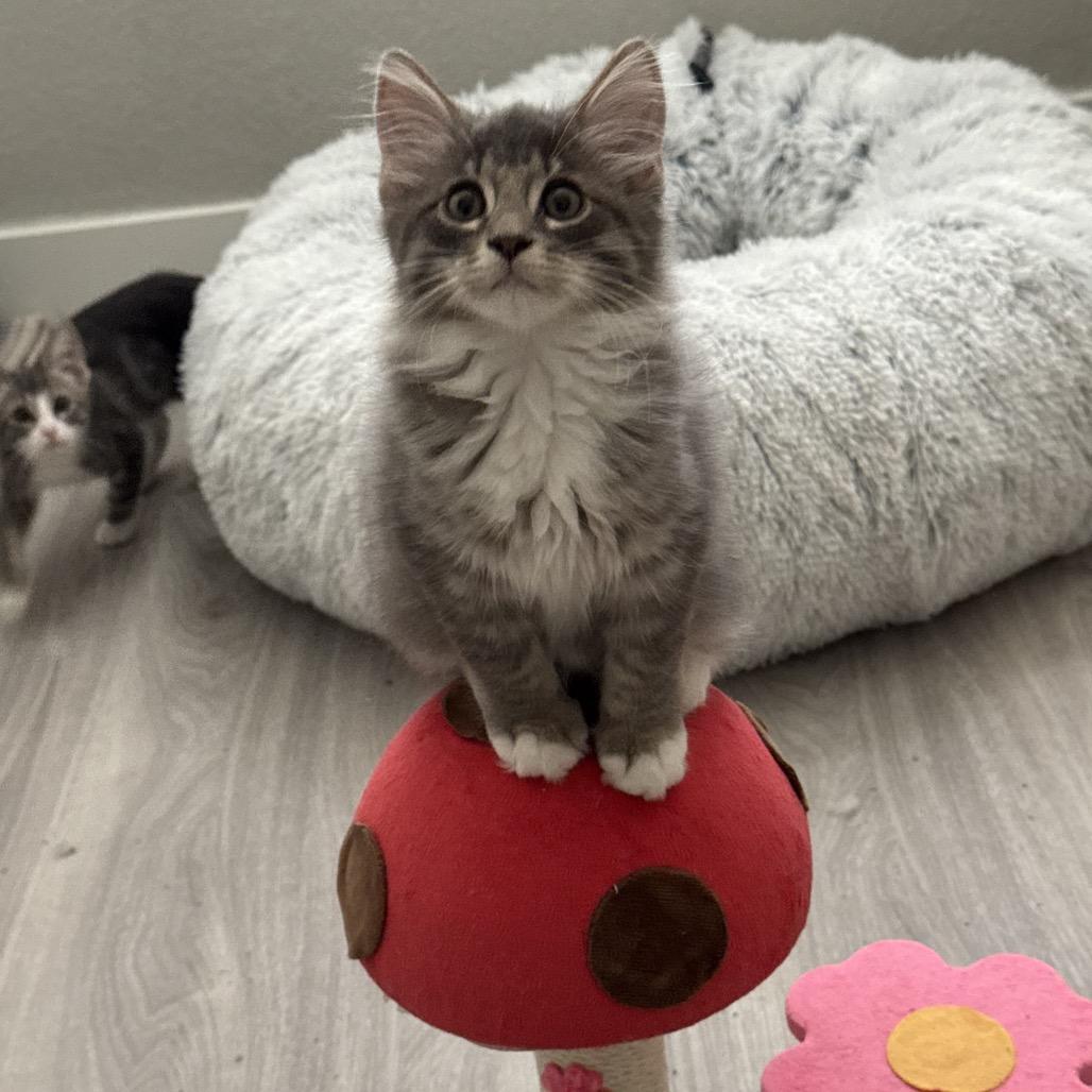 Dumpling, Adoptable, Kitten Male Domestic Long Hair.