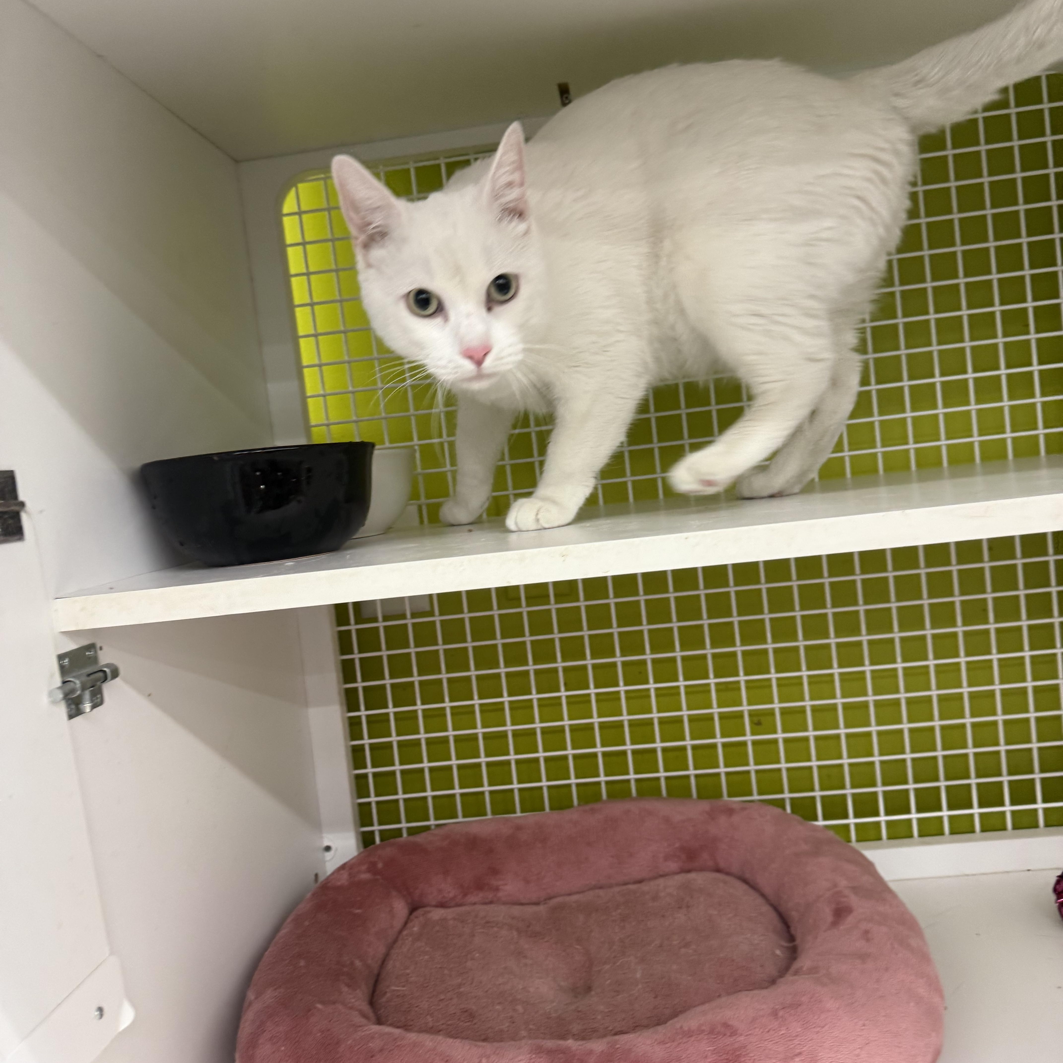 Biscuit Maker, ADOPTABLE, Adult Male Domestic Short Hair.