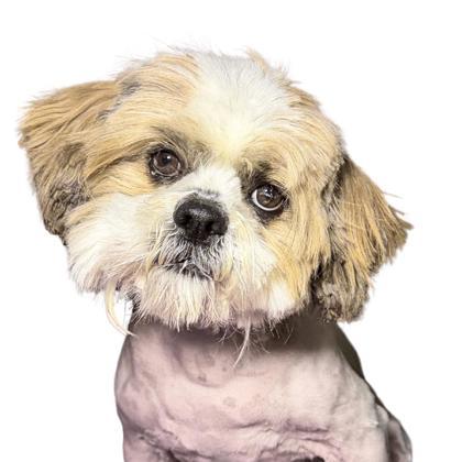 Figgy Pudding thumbnail 2