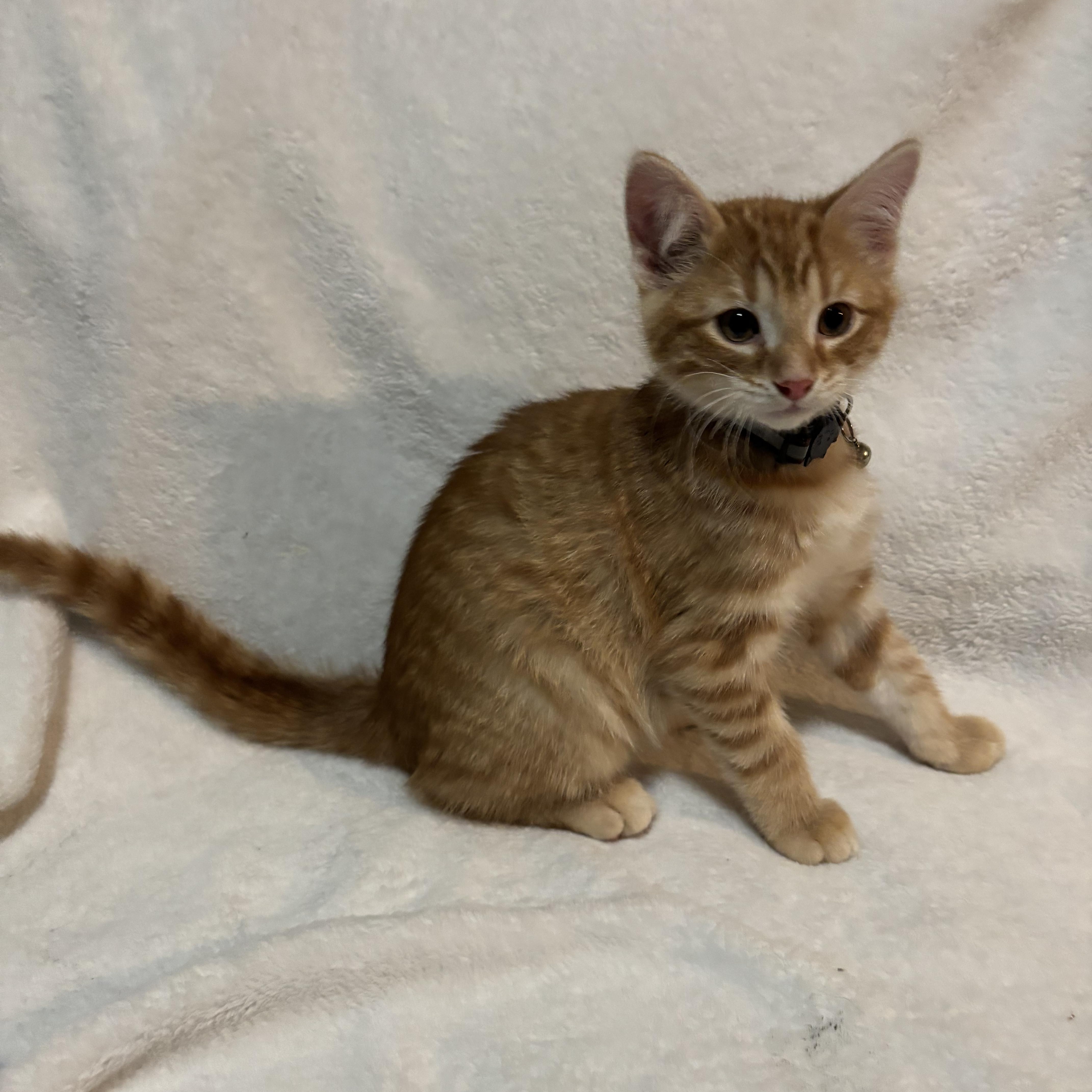 Cheese Curd, Adopted, Kitten Male Domestic Short Hair.