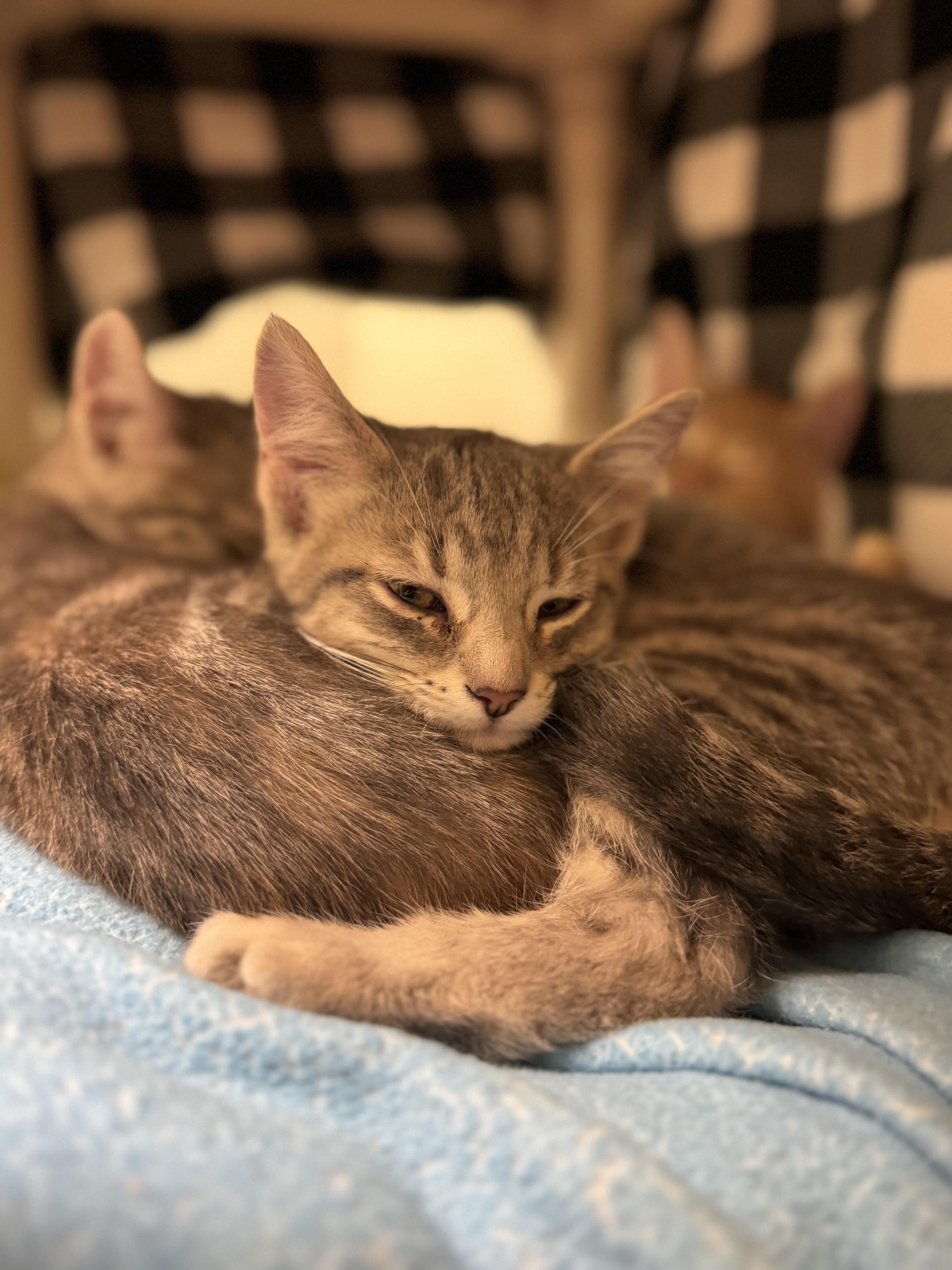 Dash, ADOPTABLE, Kitten Male Domestic Short Hair.