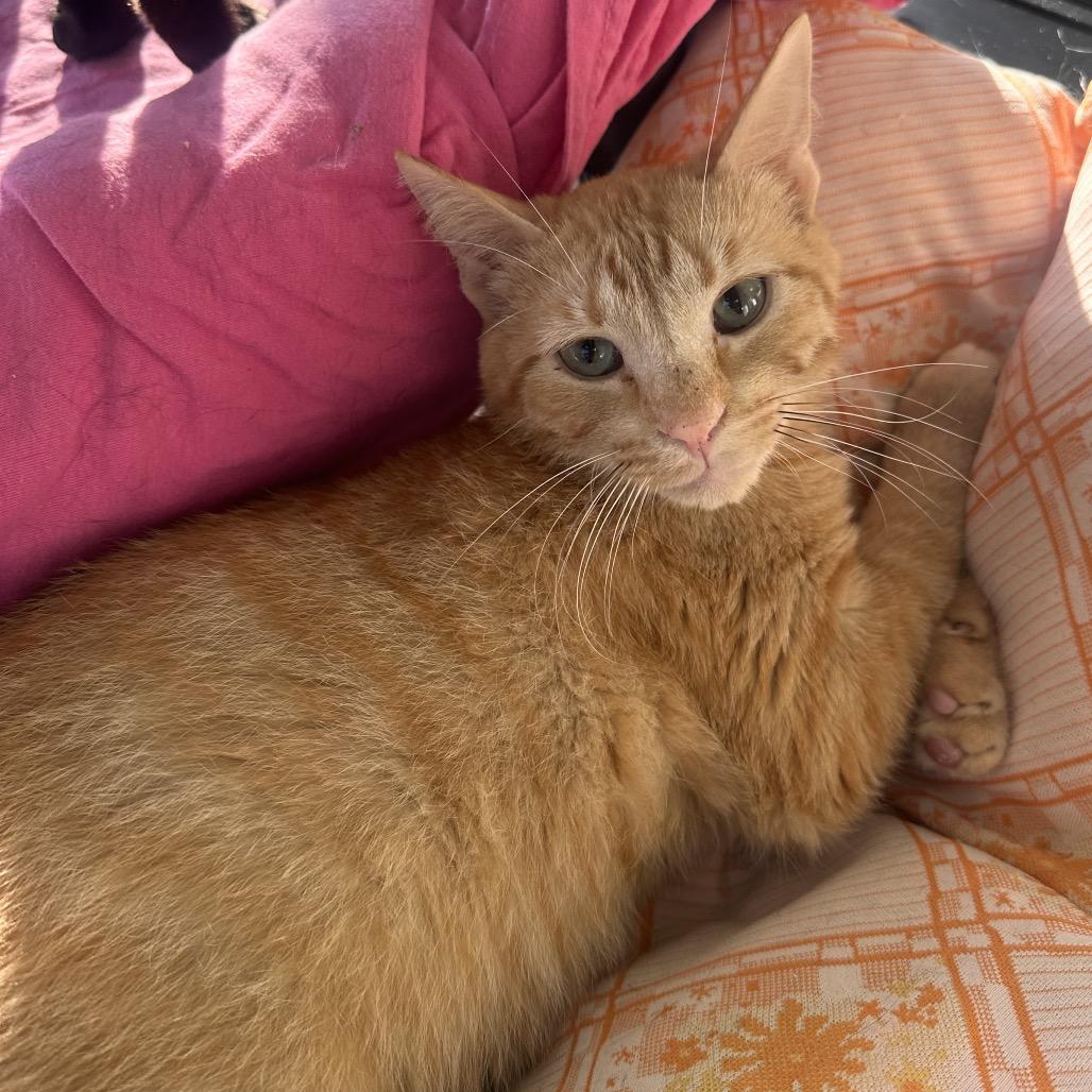 Empty Slot, Adoptable, Young Male Domestic Short Hair.