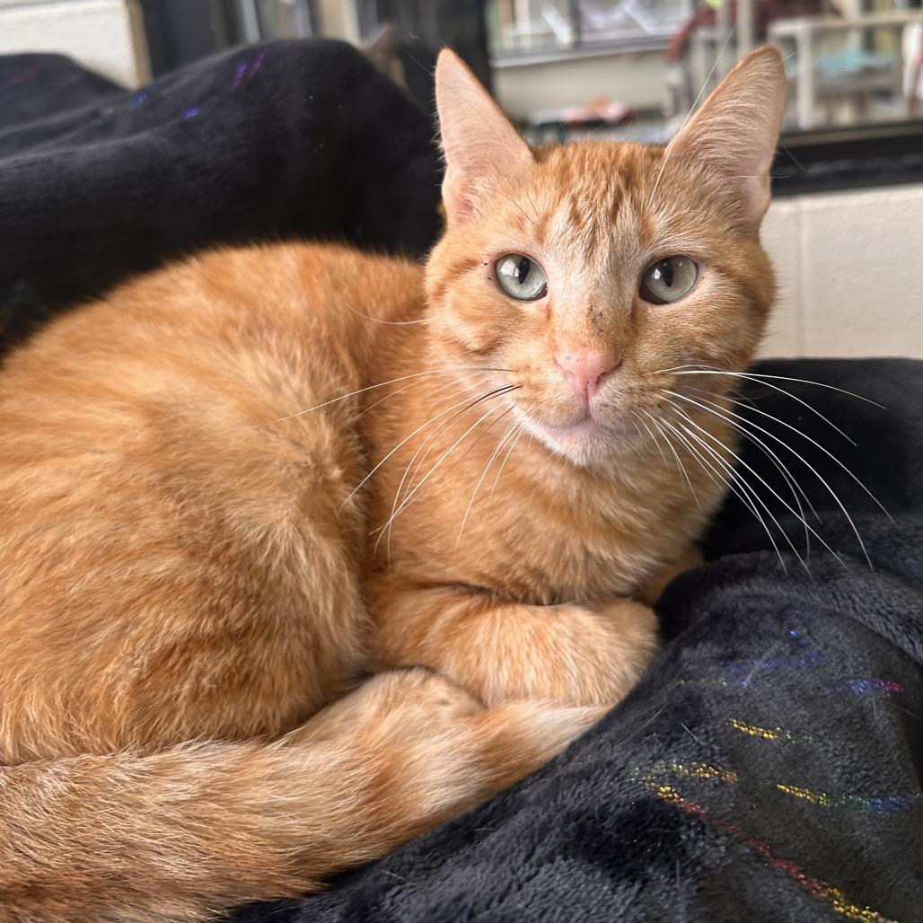 Empty Slot, a Adoptable Domestic Short Hair in Rocky Mount, VA image 2/3