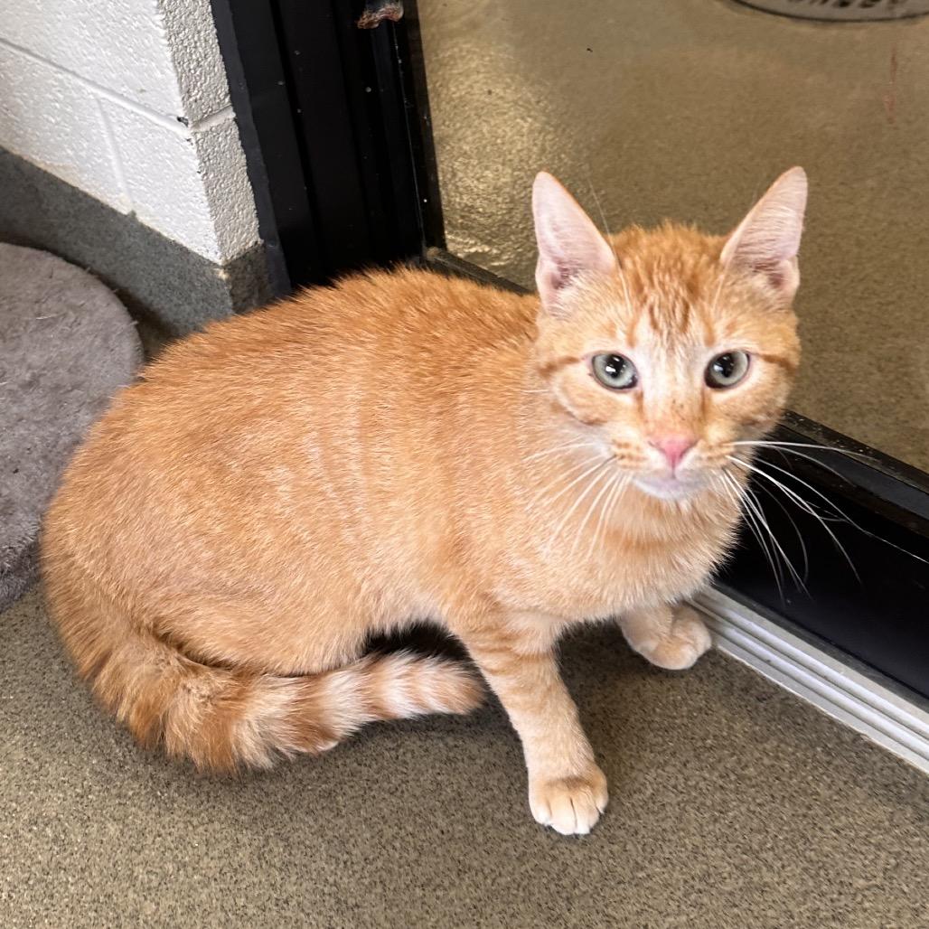 Empty Slot, a Adoptable Domestic Short Hair in Rocky Mount, VA image 3/3