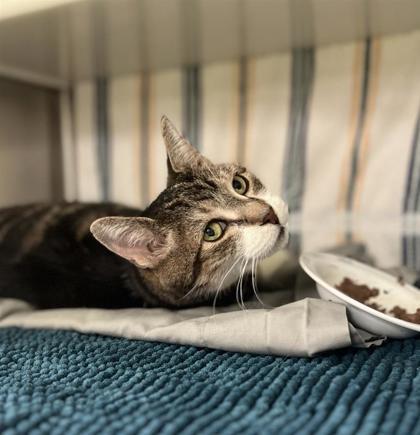 Bamboo, a Adoptable mixed breed in Montreal, QC image 1/3