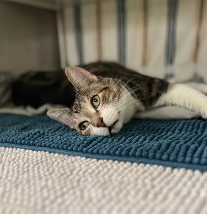 Bamboo, a Adoptable mixed breed in Montreal, QC image 2/3