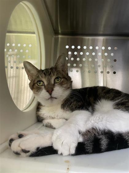 Bamboo, a Adoptable mixed breed in Montreal, QC image 3/3