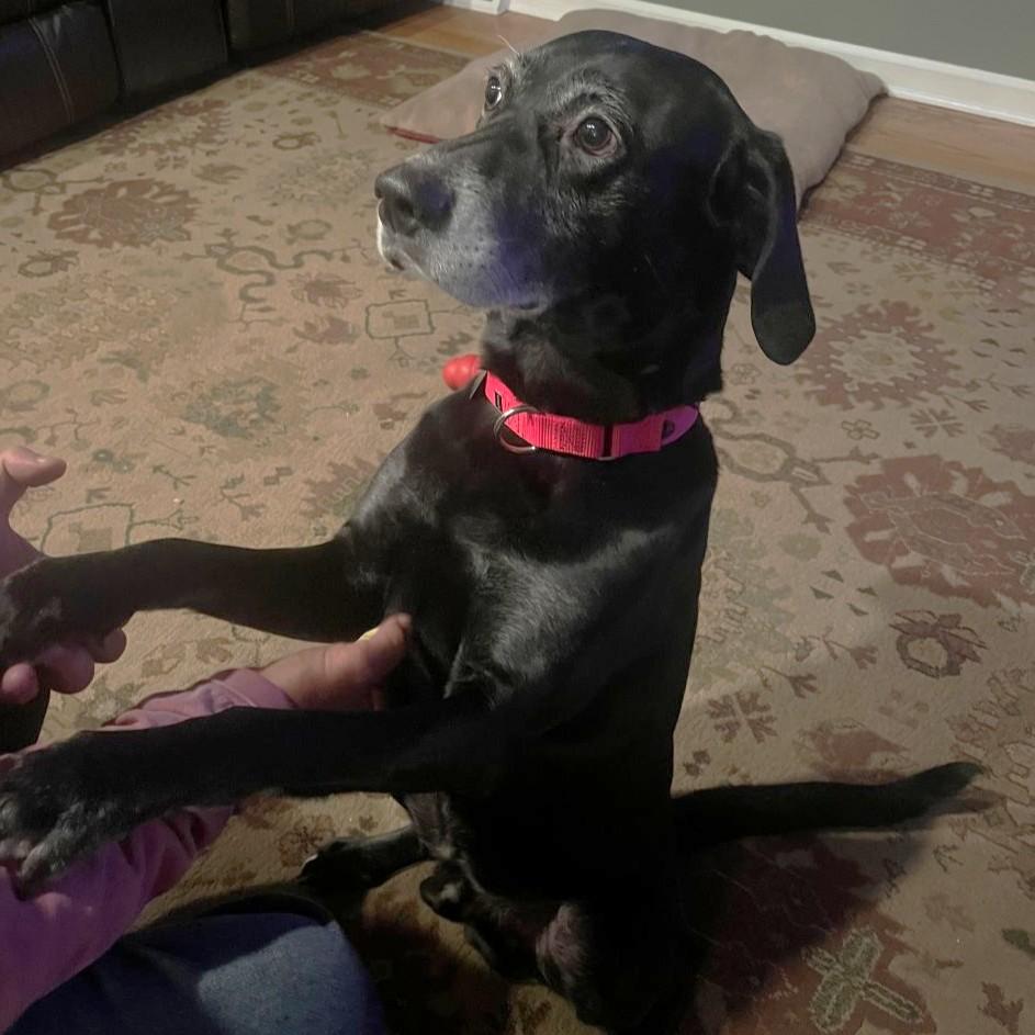 Milo, a ADOPTABLE Mixed Breed in Rensselaer, NY image 6/6