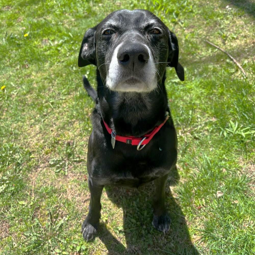 Milo, a ADOPTABLE Mixed Breed in Rensselaer, NY image 4/6