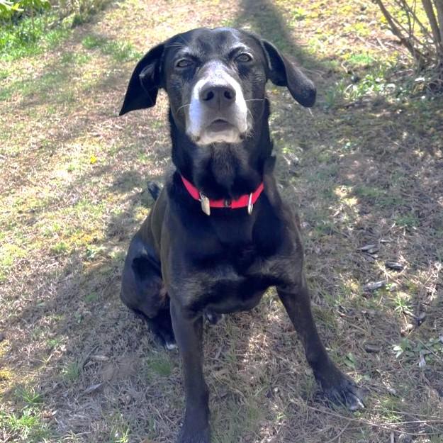 Milo, a ADOPTABLE Mixed Breed in Rensselaer, NY image 1/6