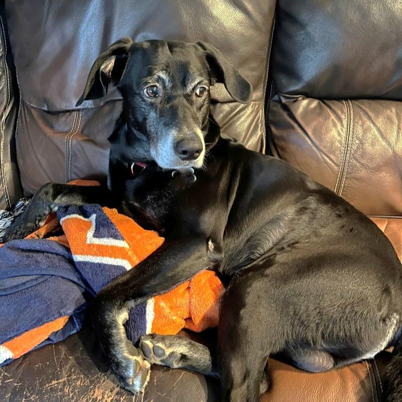 Milo, a ADOPTABLE Mixed Breed in Rensselaer, NY image 2/6