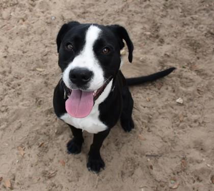 Enlarge Artemis, an adopted mixed breed in Inverness, FL image 1/2