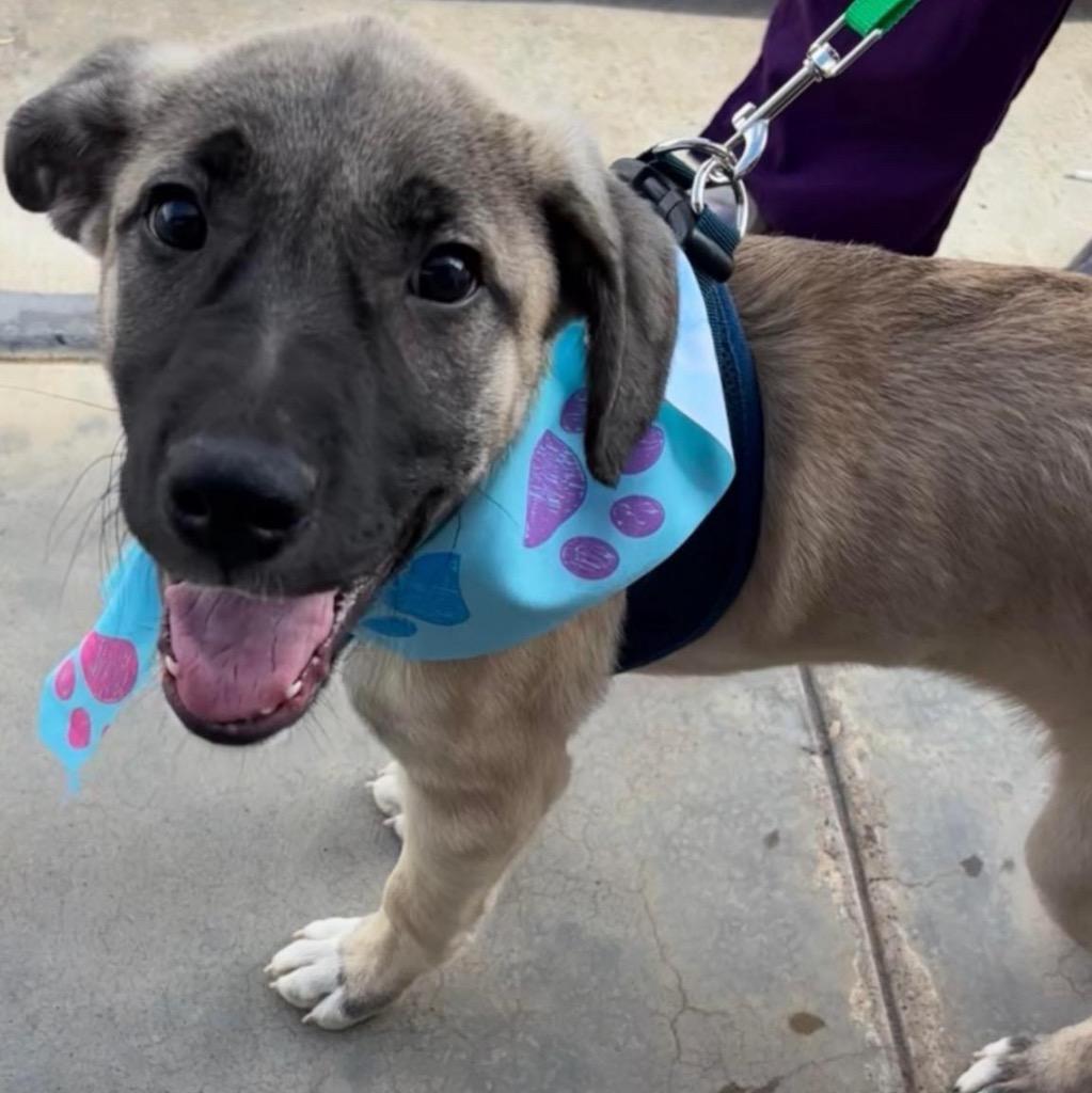 Bonnie, a Adoptable mixed breed in Midland, TX image 1/6