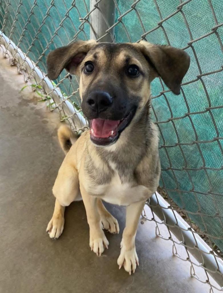 Bonnie, a Adoptable mixed breed in Midland, TX image 2/6