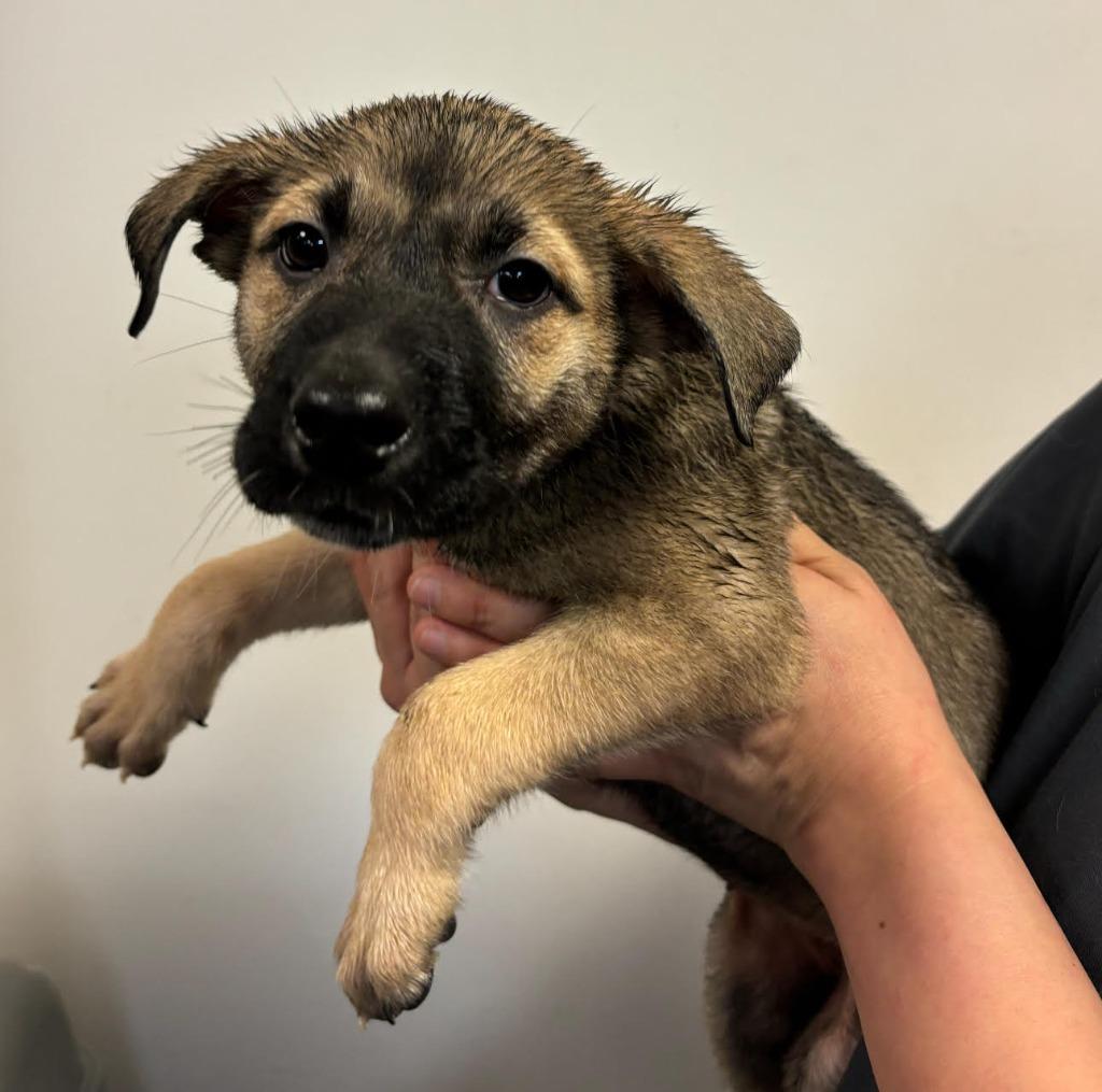 Bonnie, a Adoptable mixed breed in Midland, TX image 3/6