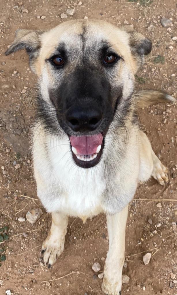 Bonnie, a Adoptable mixed breed in Midland, TX image 4/6