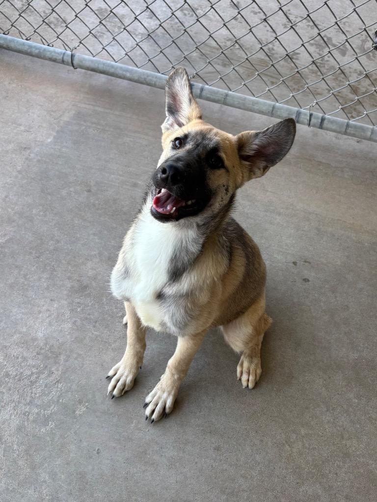 Bonnie, Adoptable, Young Female German Shepherd Dog & Great Pyrenees.